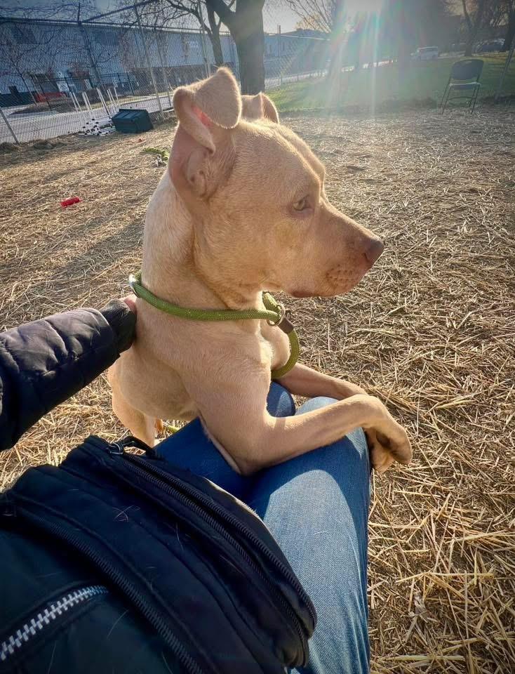 Enlarge Waterford, a ADOPTABLE Pit Bull Terrier in Chicago, IL image 2/5