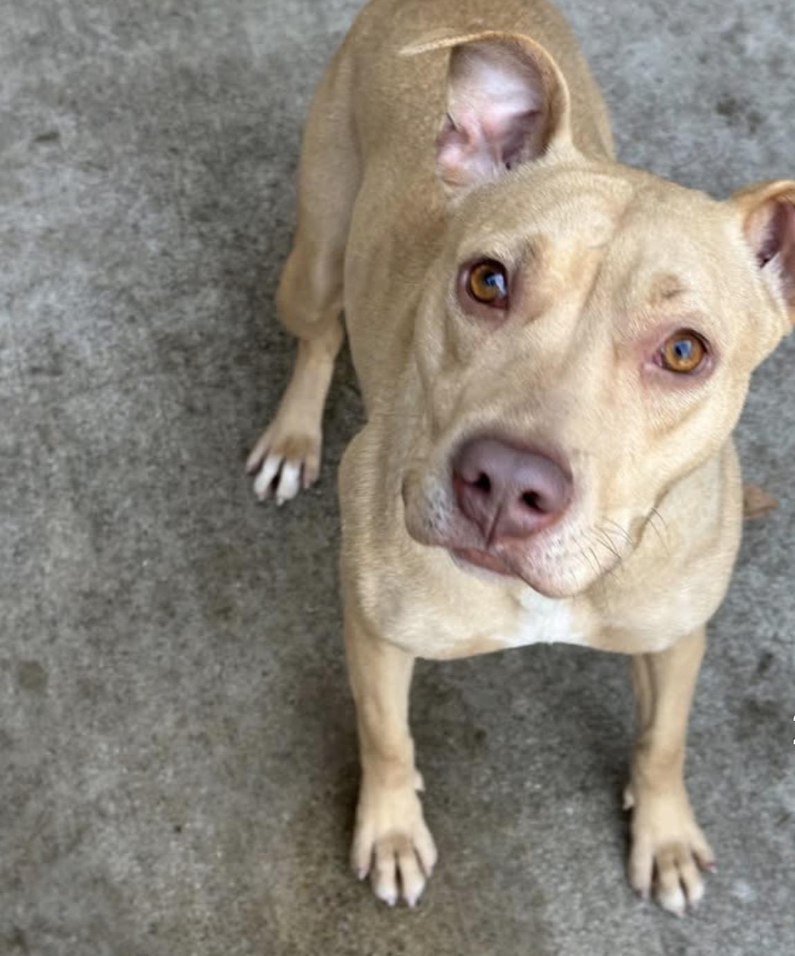 Enlarge Waterford, a ADOPTABLE Pit Bull Terrier in Chicago, IL image 4/5