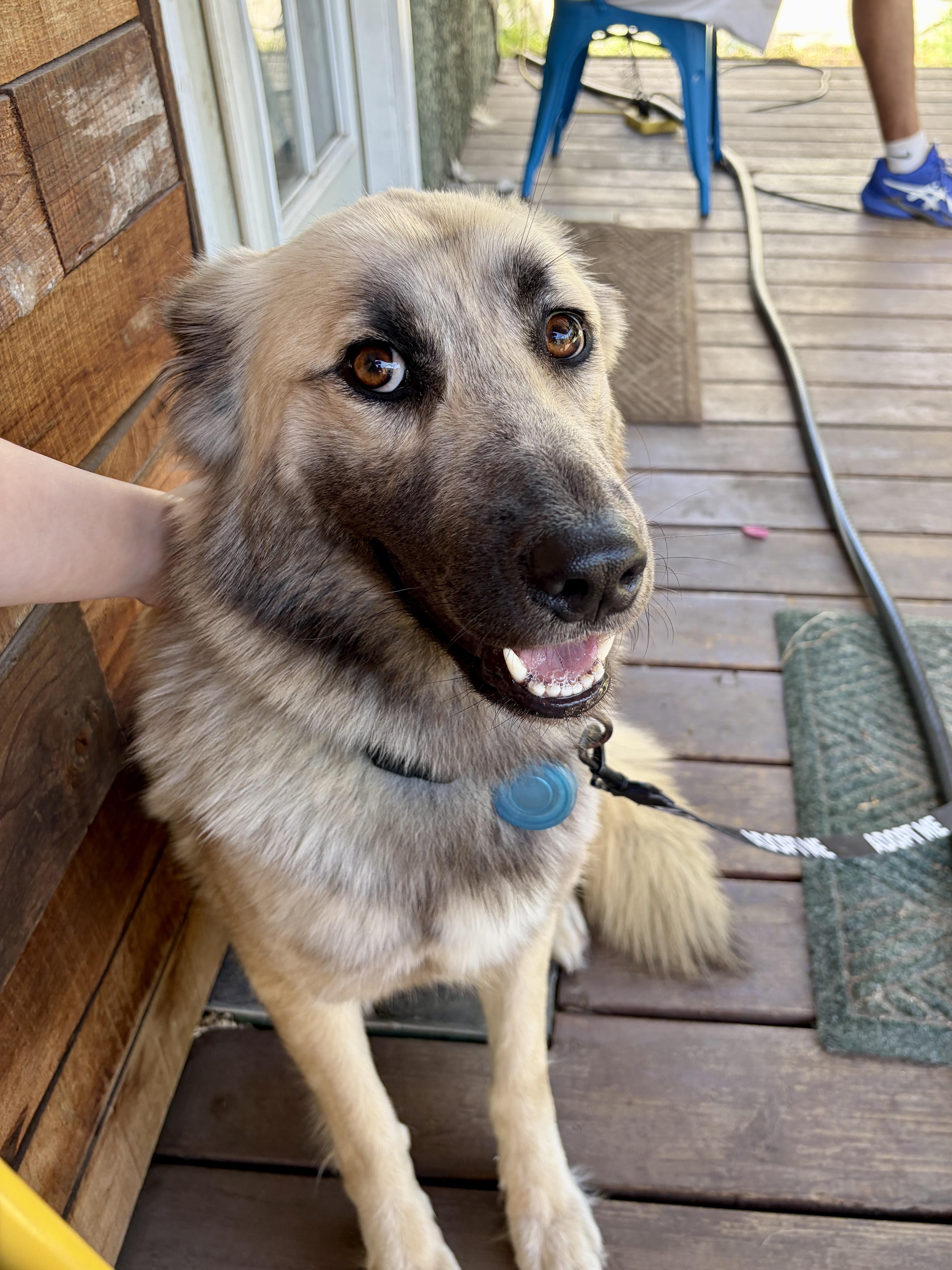 Enlarge Lalla, a ADOPTABLE mixed breed in Los Angeles, CA image 5/6