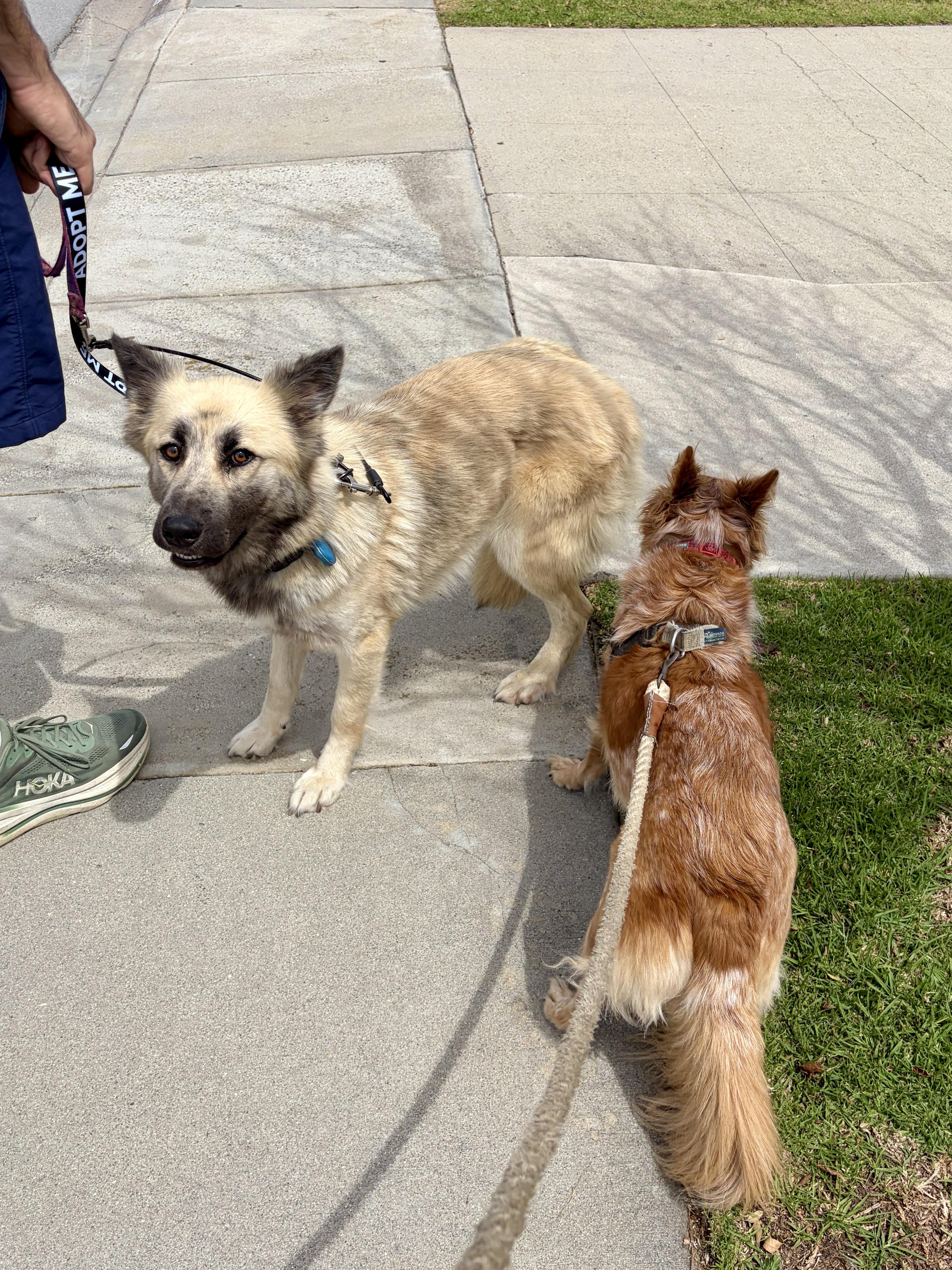 Enlarge Lalla, a ADOPTABLE mixed breed in Los Angeles, CA image 4/6