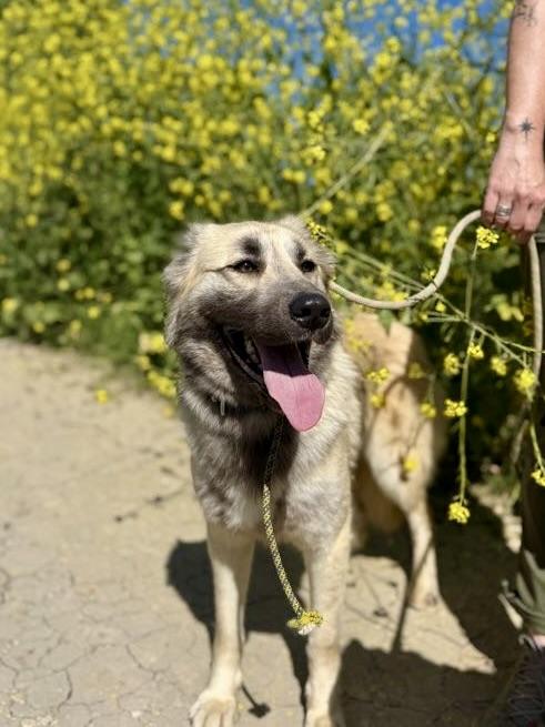 Enlarge Lalla, a ADOPTABLE mixed breed in Los Angeles, CA image 2/6