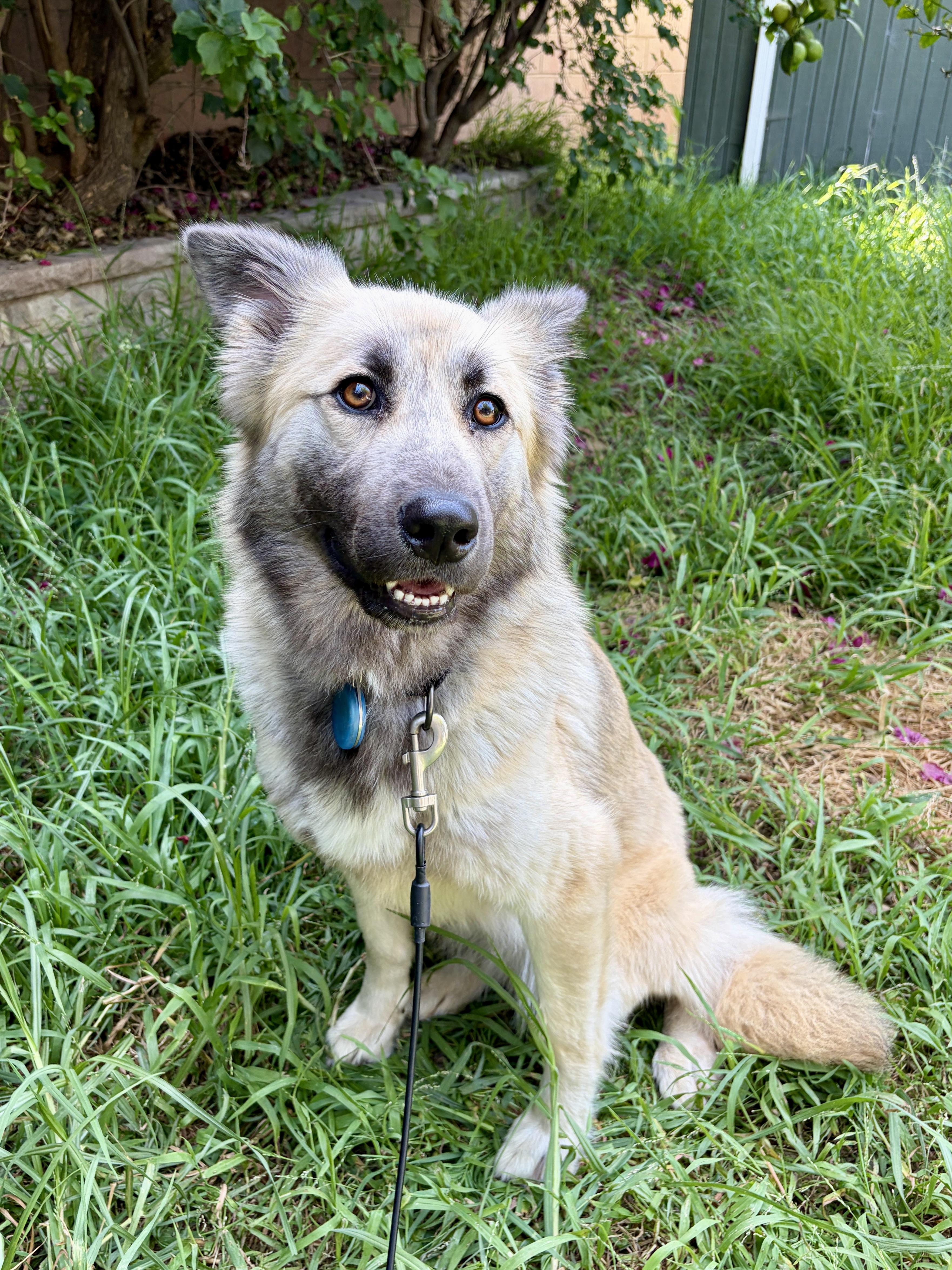 Enlarge Lalla, a ADOPTABLE mixed breed in Los Angeles, CA image 1/6