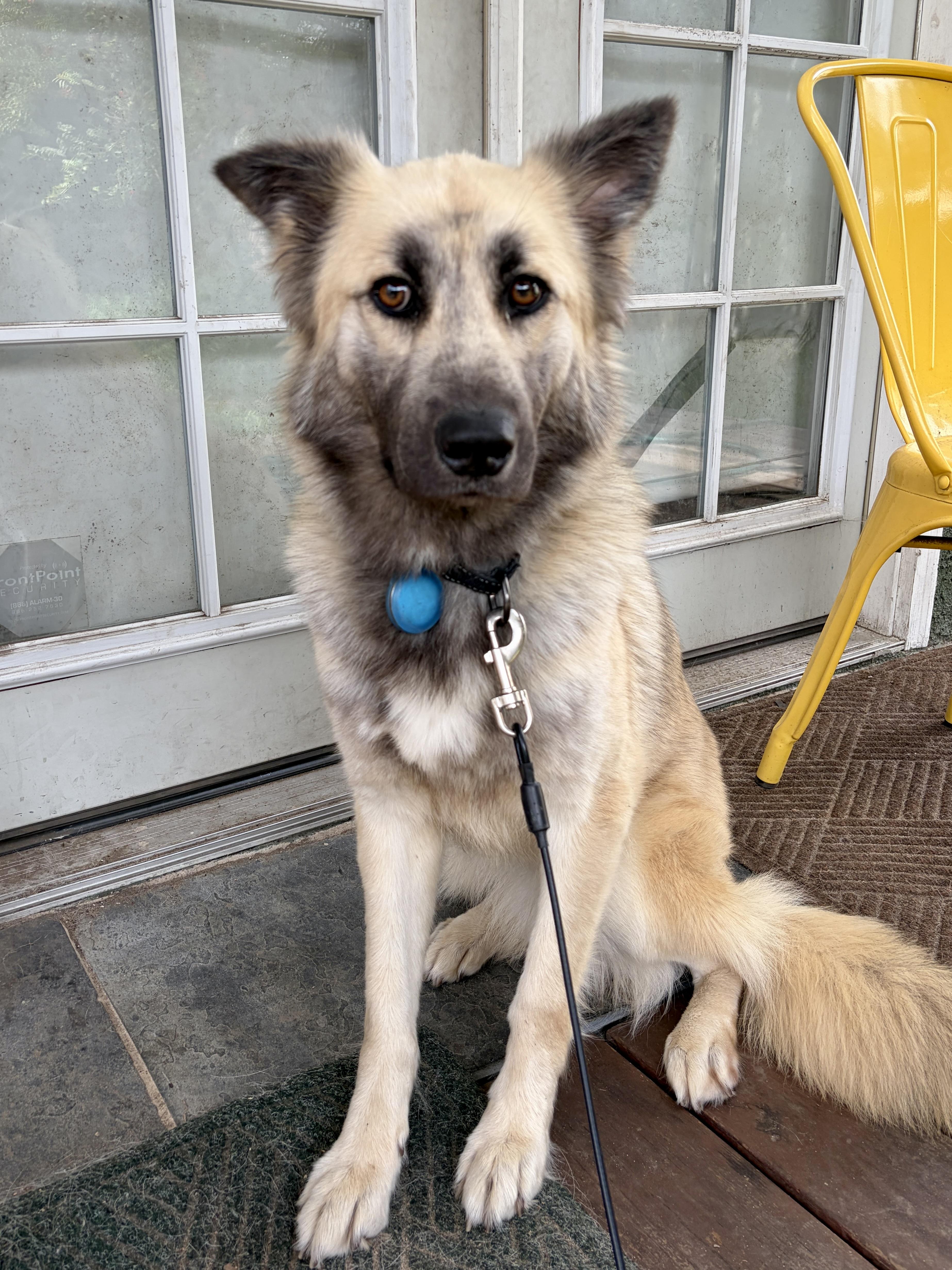 Enlarge Lalla, a ADOPTABLE mixed breed in Los Angeles, CA image 3/6