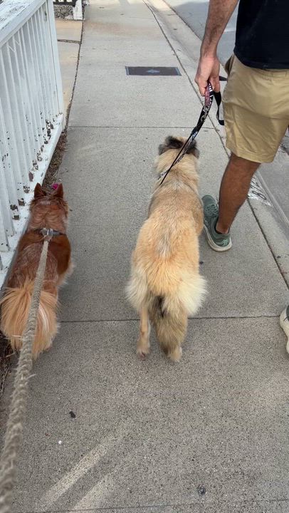 Enlarge Lalla, a ADOPTABLE mixed breed in Los Angeles, CA video 6/6