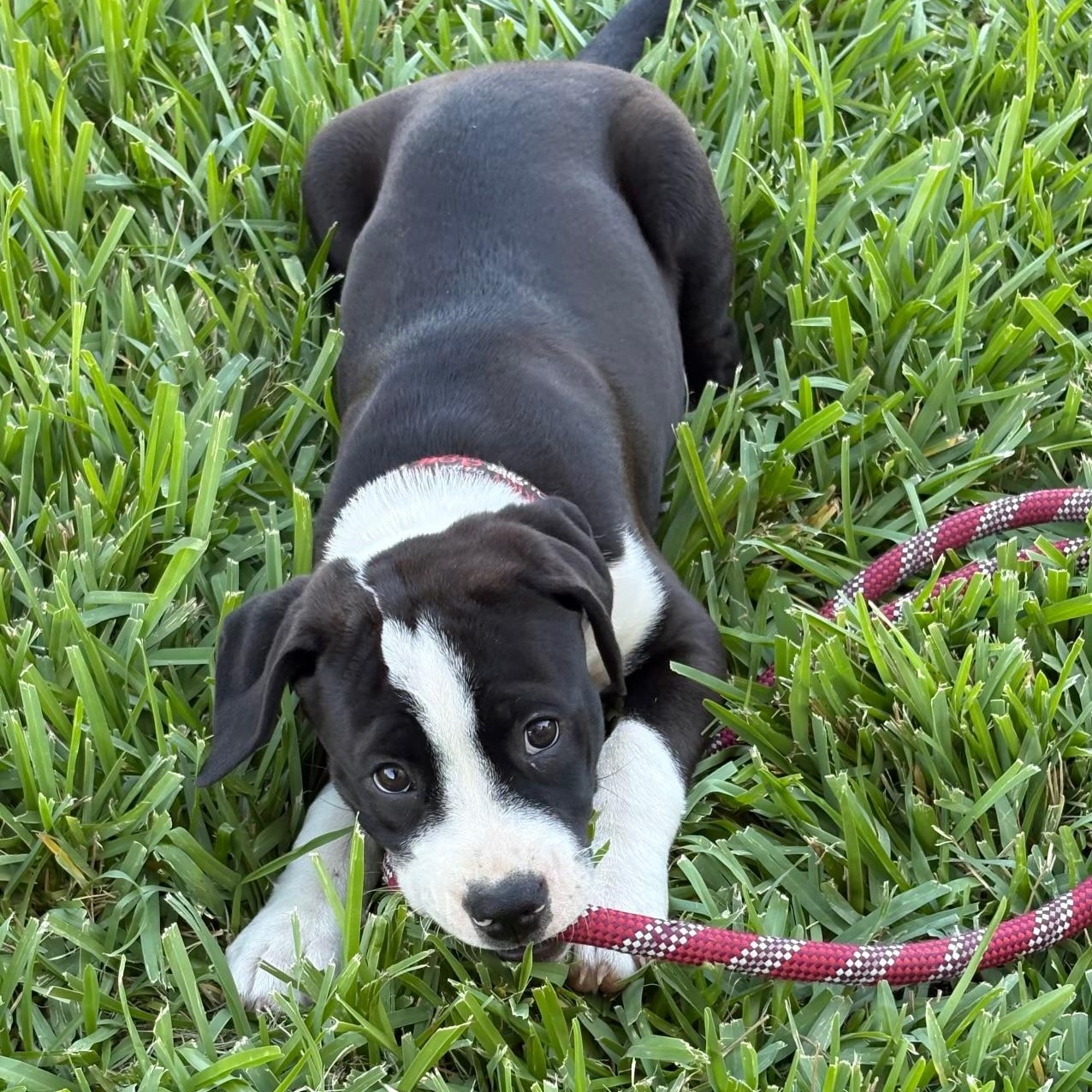 Enlarge Rhyme, a Adoptable mixed breed in Plano, TX image 1/6