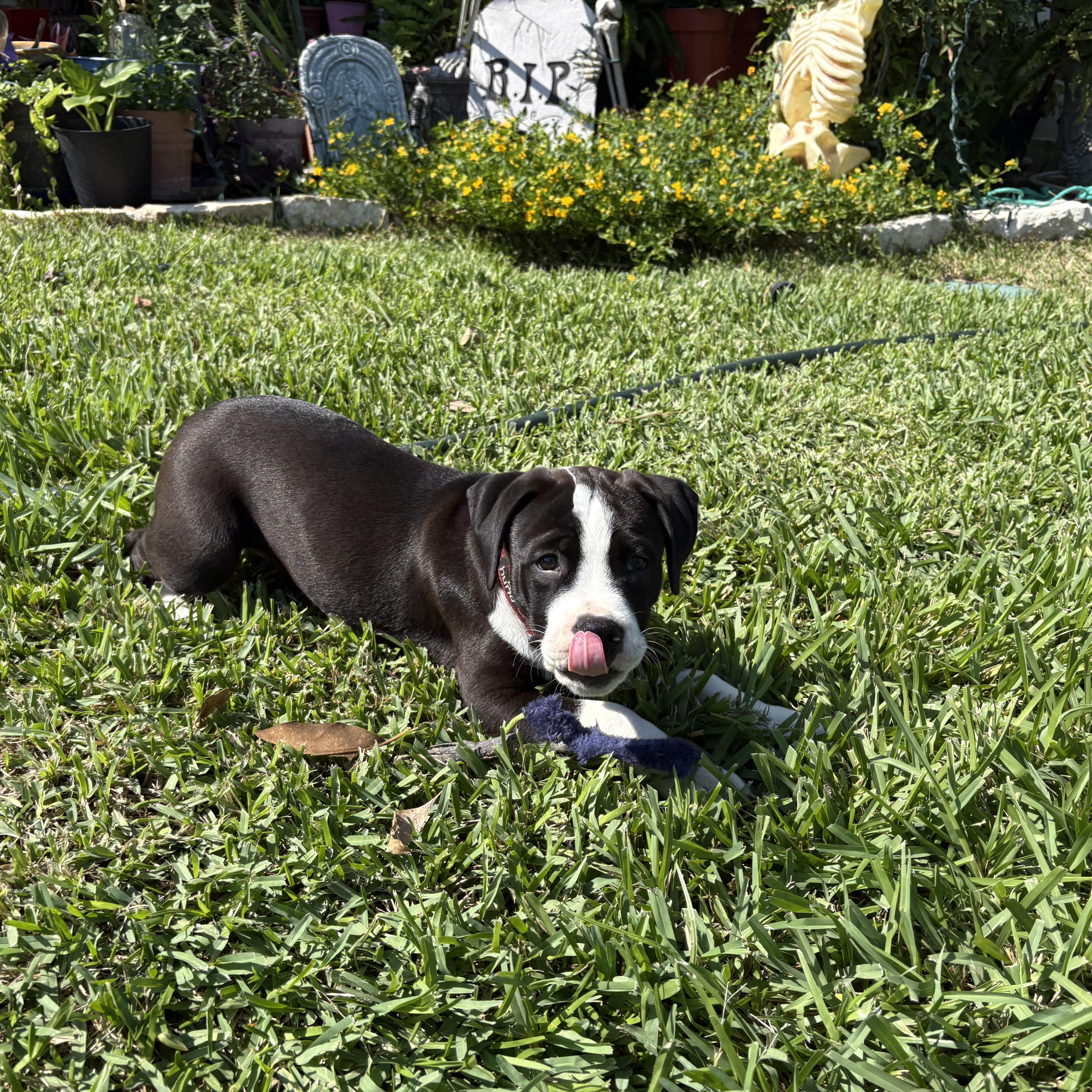 Enlarge Rhyme, a Adoptable mixed breed in Plano, TX image 6/6
