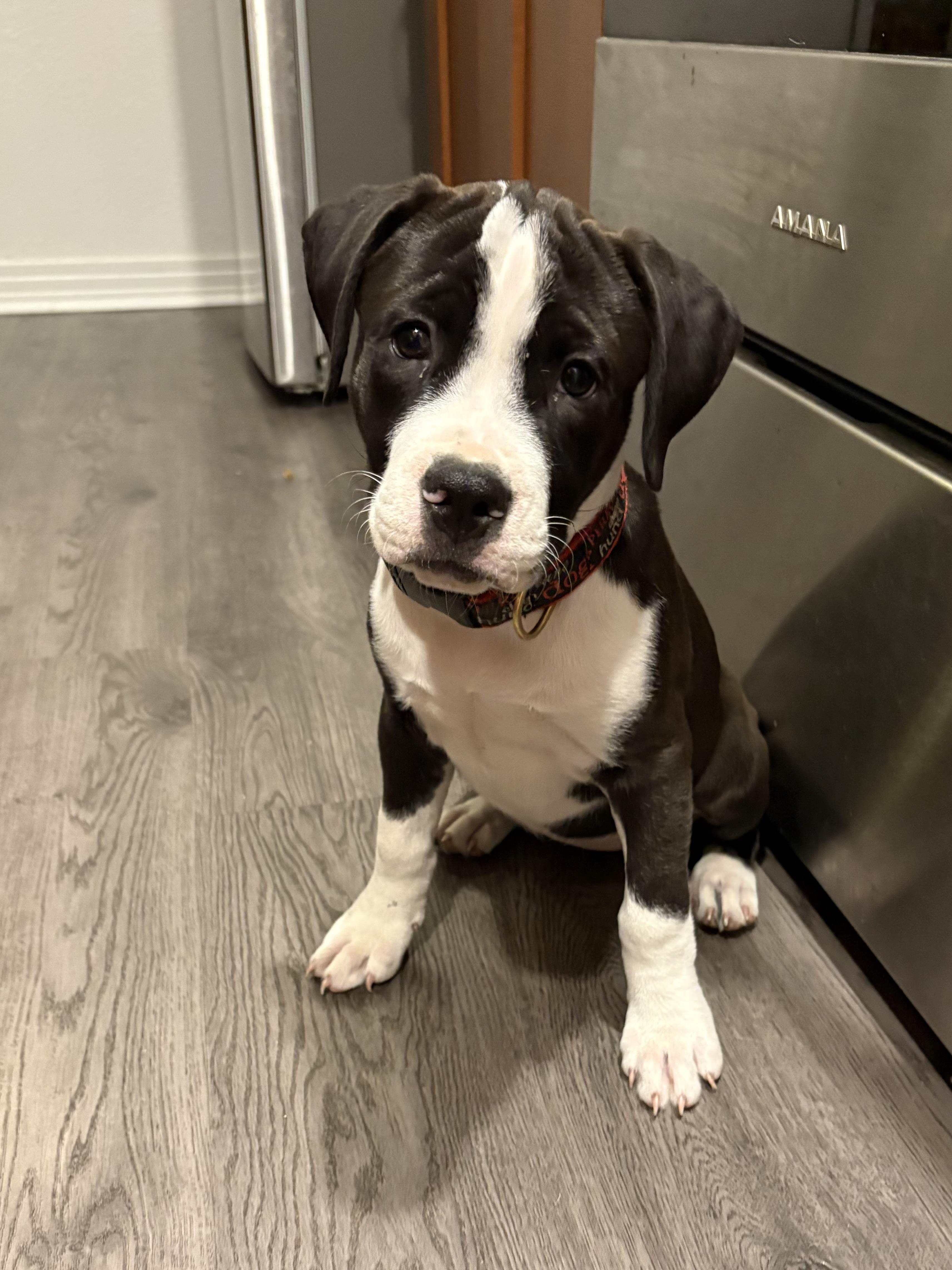 Enlarge Rhyme, a Adoptable mixed breed in Plano, TX image 5/6