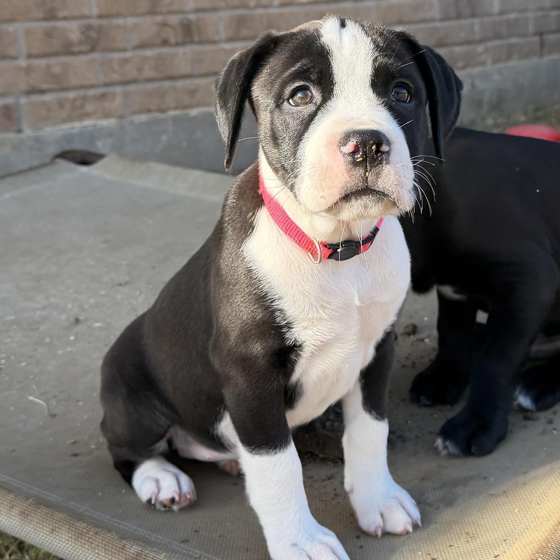 Enlarge Rhyme, a Adoptable mixed breed in Plano, TX image 2/6