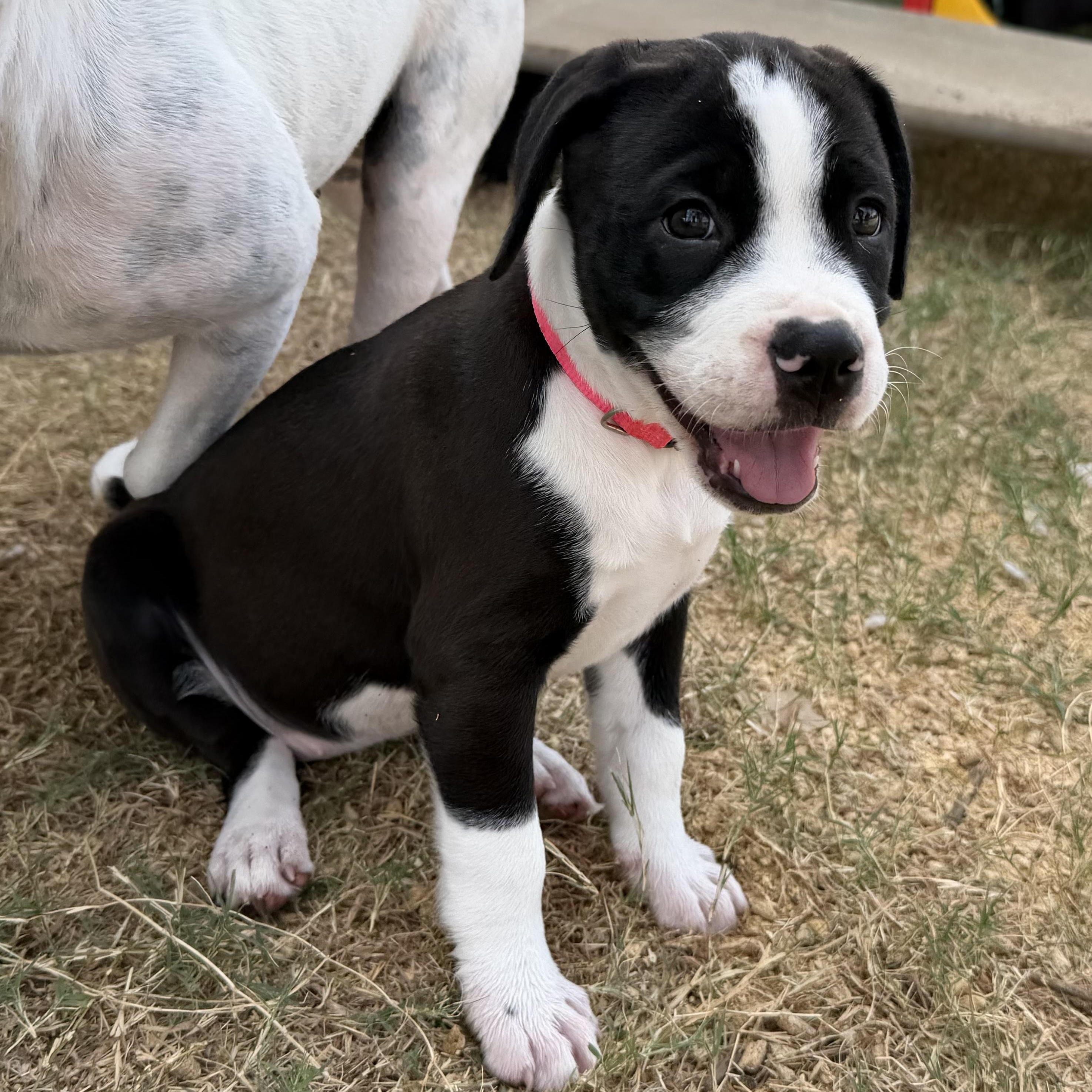 Enlarge Rhyme, a Adoptable mixed breed in Plano, TX image 3/6