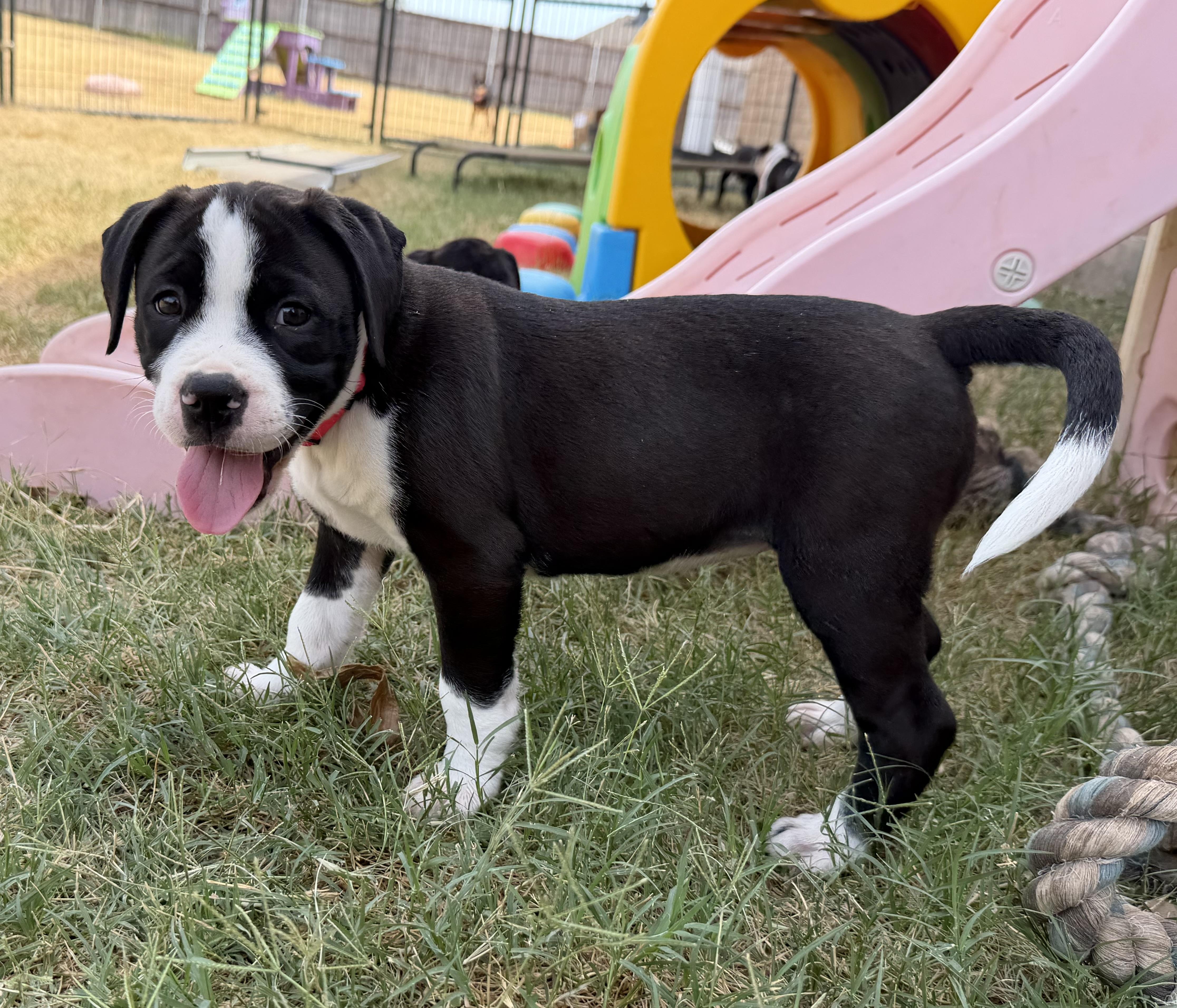 Enlarge Rhyme, a Adoptable mixed breed in Plano, TX image 4/6