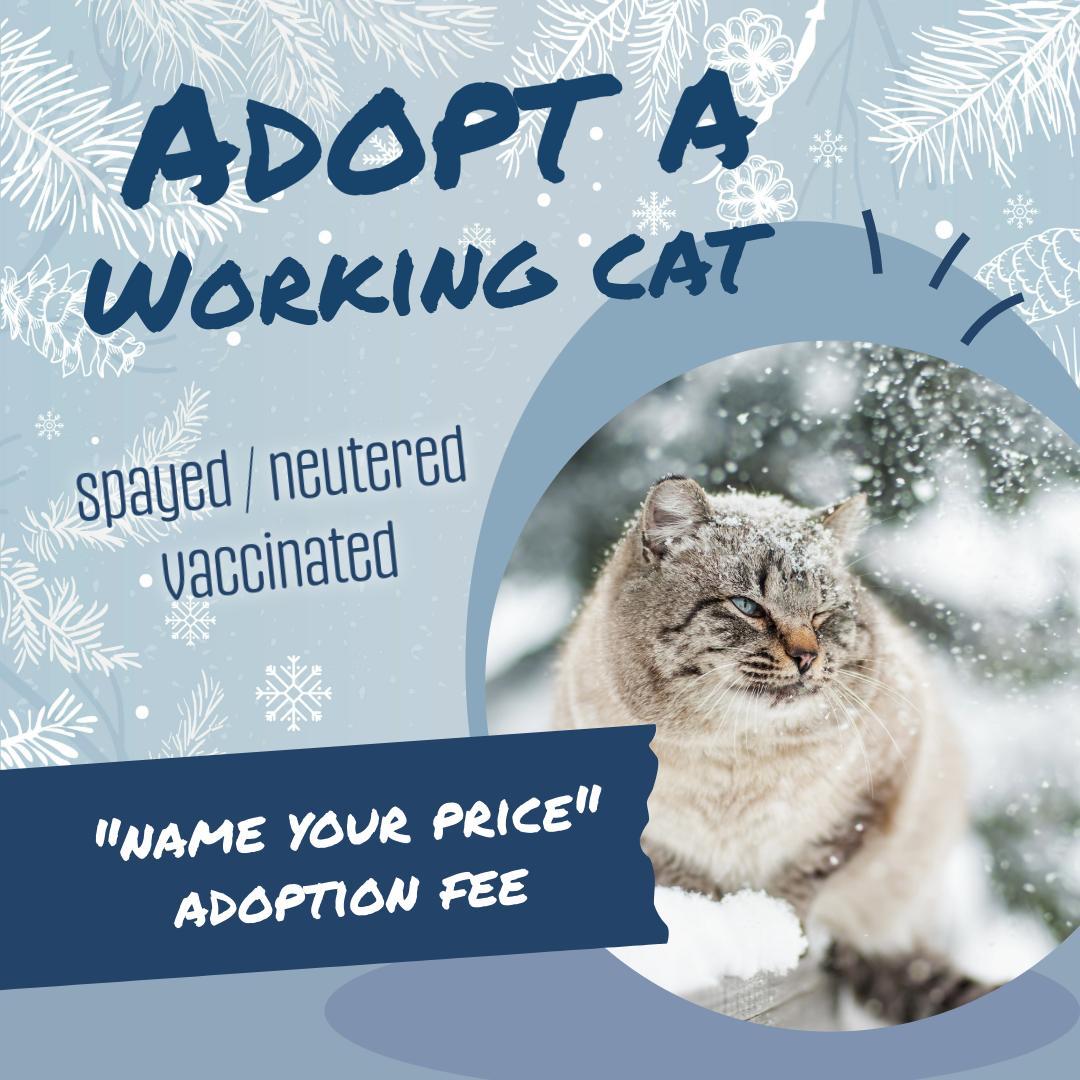 Enlarge Available Working Cats, an adoptable Domestic Short Hair in Oconto, WI image 1/1