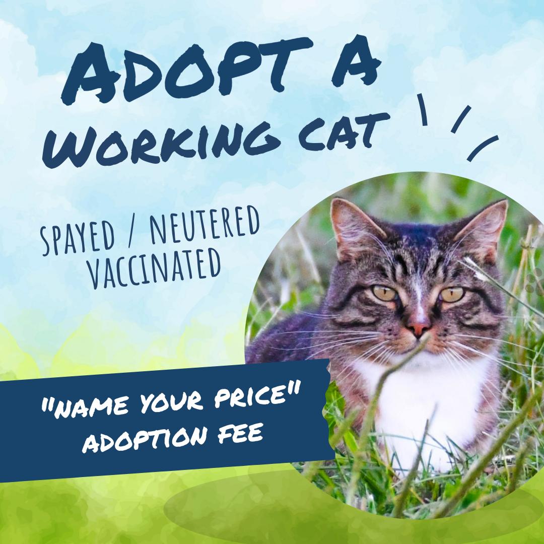 Enlarge Available Working Cats, an adoptable Domestic Short Hair in Oconto, WI image 1/1