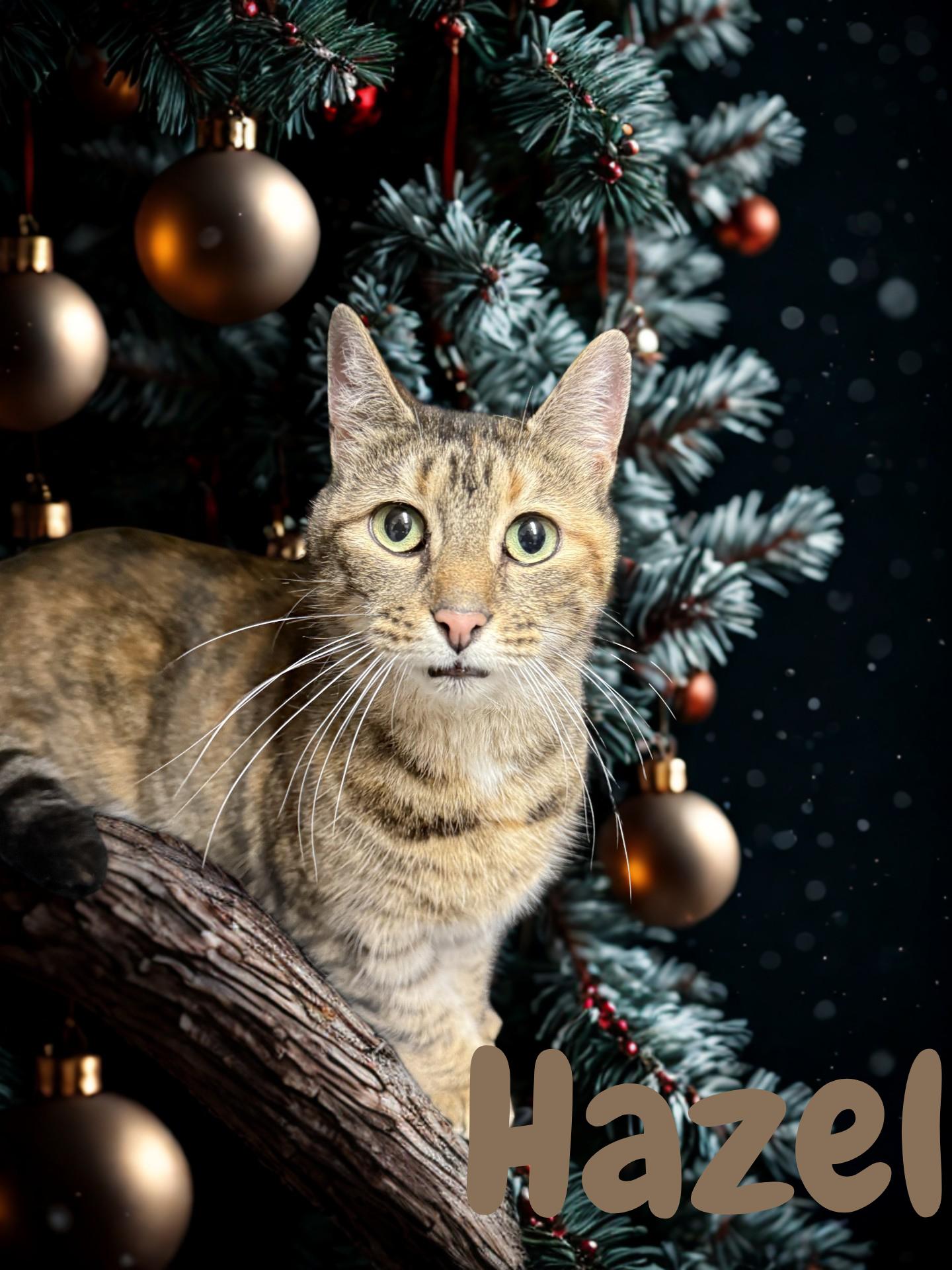 Enlarge Hazel, a ADOPTABLE Domestic Short Hair in Orleans, VT image 1/1