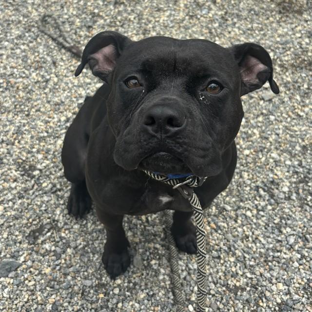 FAYE, Adoptable, Young Female Pit Bull Terrier & Mixed Breed.
