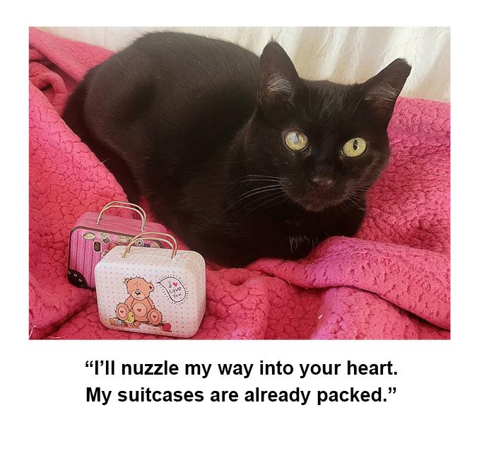 Enlarge Noire, a Adoptable Domestic Short Hair in Manchester, MI image 1/2