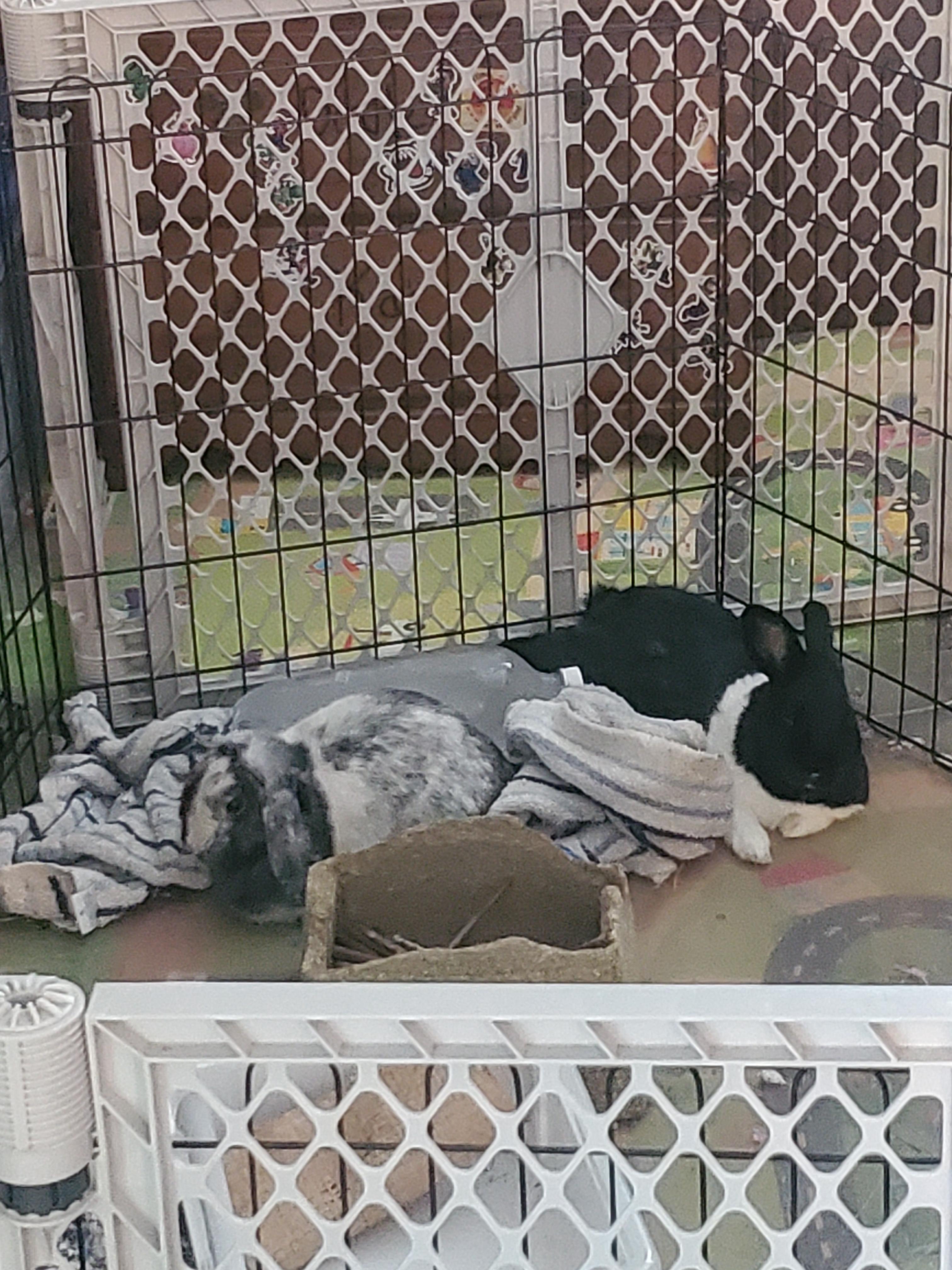 Enlarge Marley (Bonded to Hans), a Adopted Holland Lop in Fair Oaks, CA image 1/1