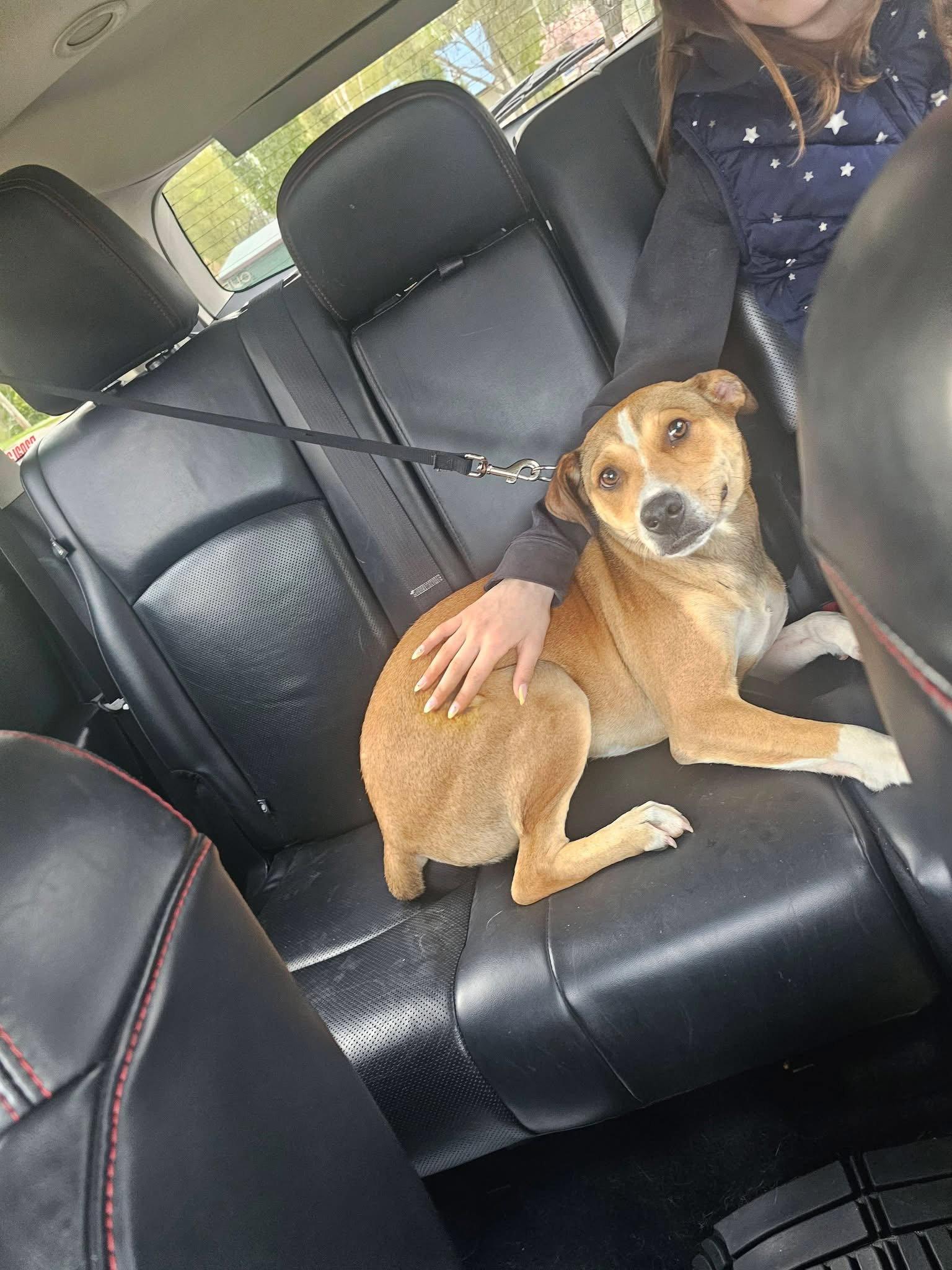 Fenton, a Adoptable Feist in New London, WI image 1/3