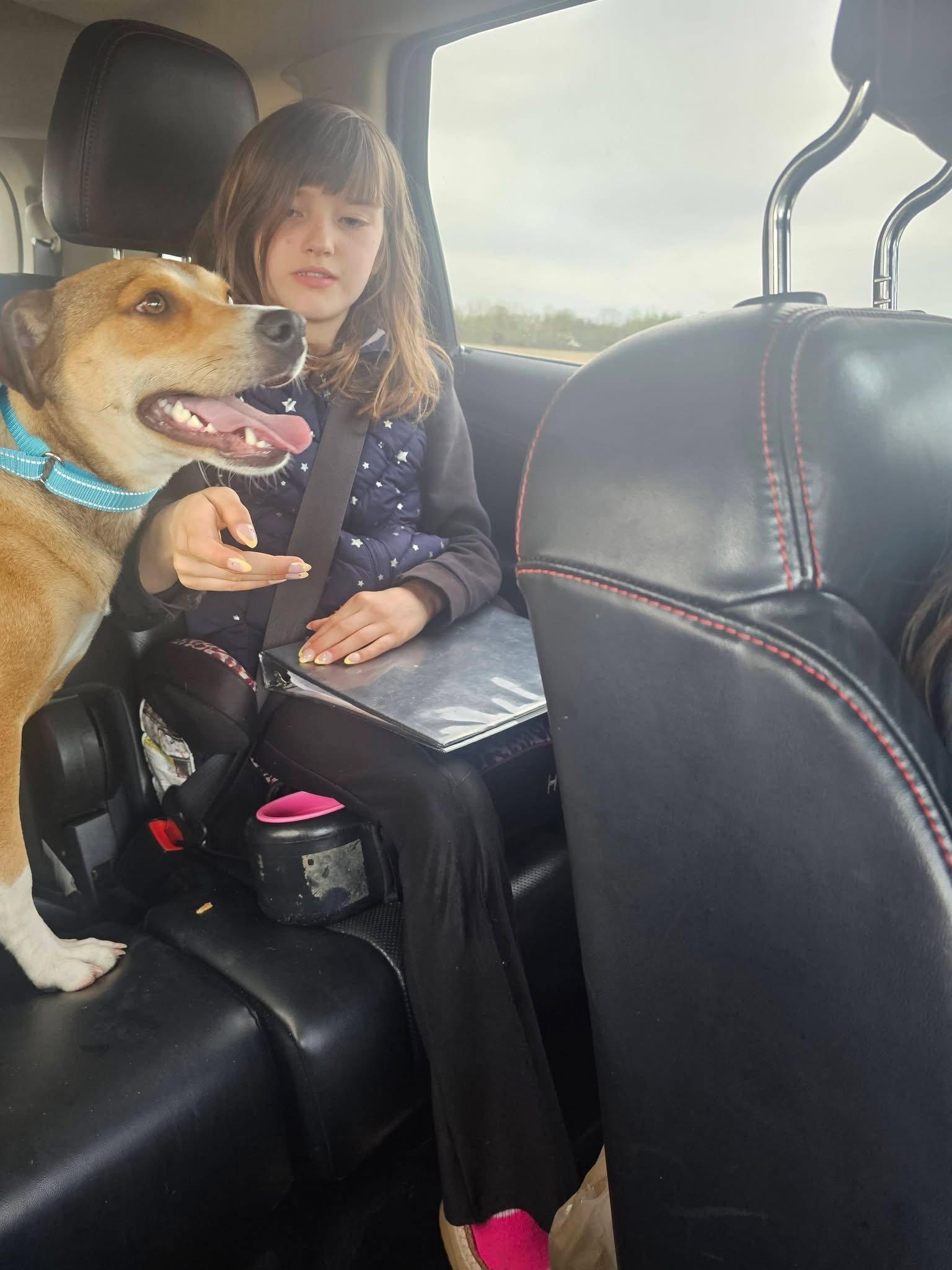 Fenton, a Adoptable Feist in New London, WI image 2/3