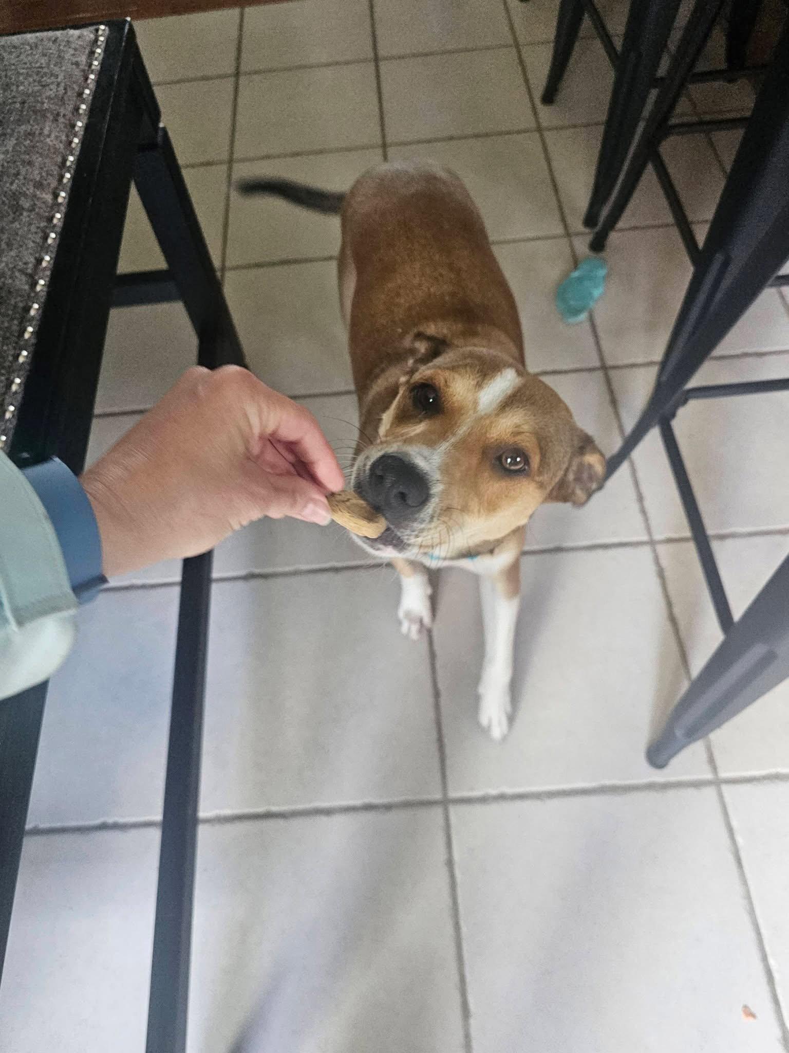Fenton, a Adoptable Feist in New London, WI image 3/3