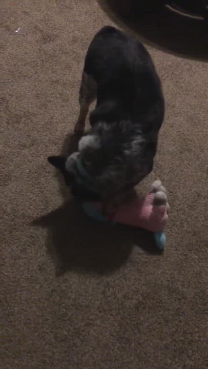 Enlarge Auddie - ADOPTED!!, a Adopted mixed breed in Junction City, KS video 5/9