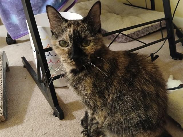 Enlarge KARI ANN, a Adoptable Domestic Short Hair in Raleigh, NC image 1/1