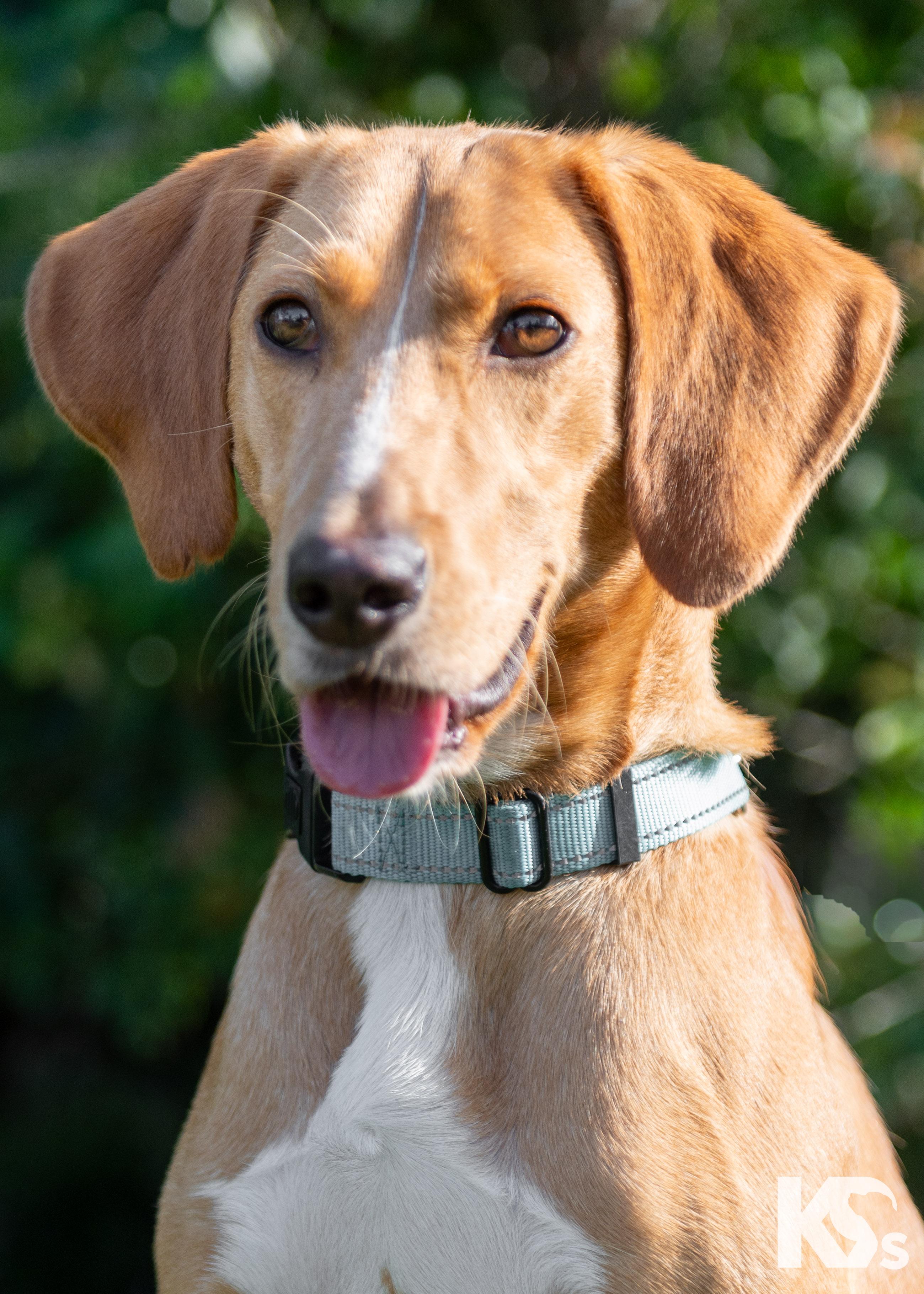 Mouse, an adopted mixed breed in Ponte Vedra, FL image 6/6