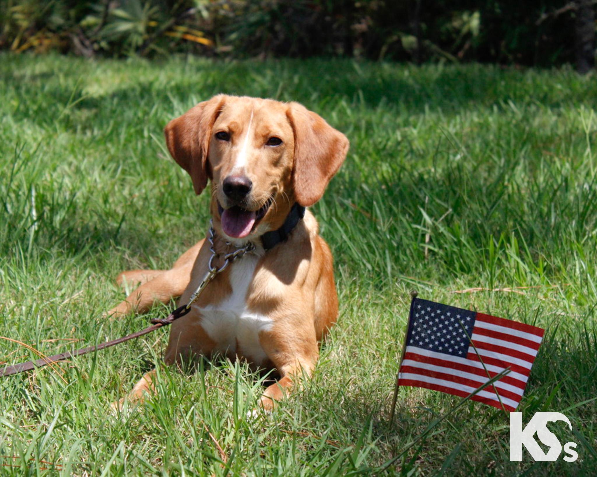 Mouse, an adopted mixed breed in Ponte Vedra, FL image 3/6