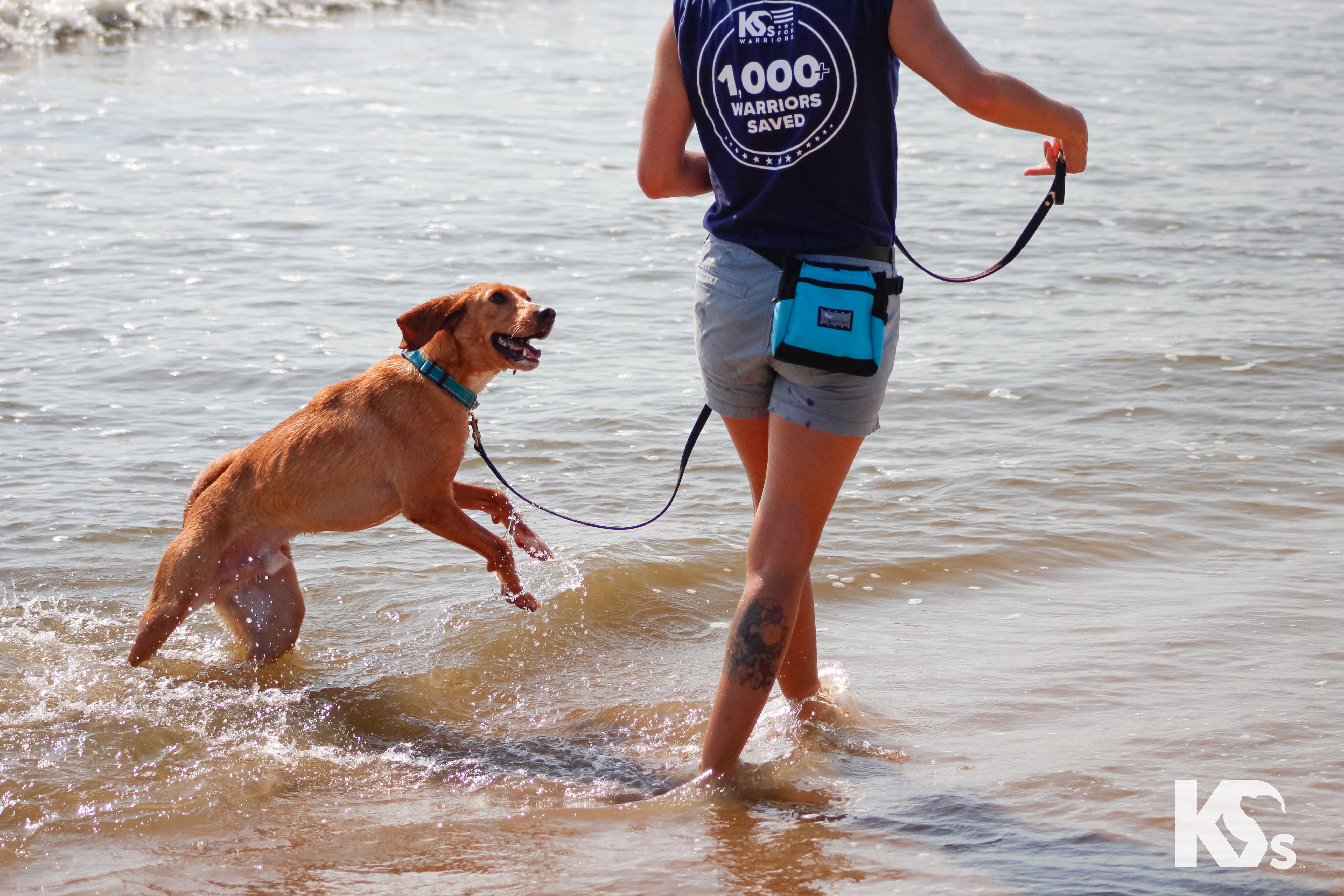 Mouse, an adopted mixed breed in Ponte Vedra, FL image 5/6