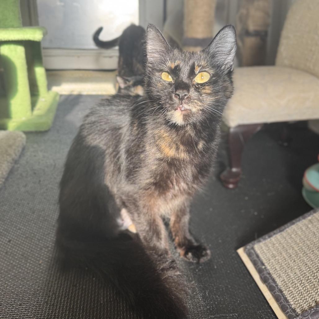 Penelope A26-081, Adoptable, Young Female Domestic Long Hair.