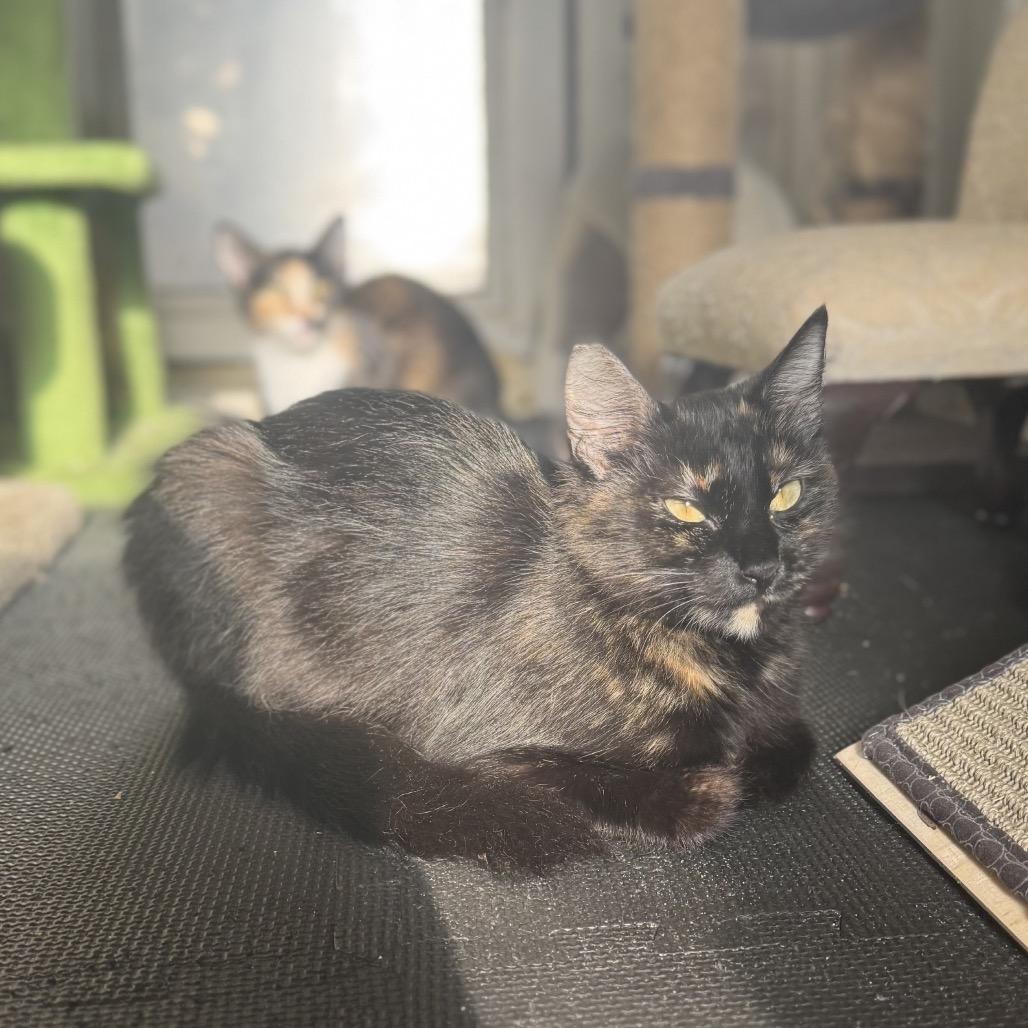 Enlarge Penelope A26-081, a Adoptable Domestic Long Hair in SANTA ROSA BEACH, FL image 2/3