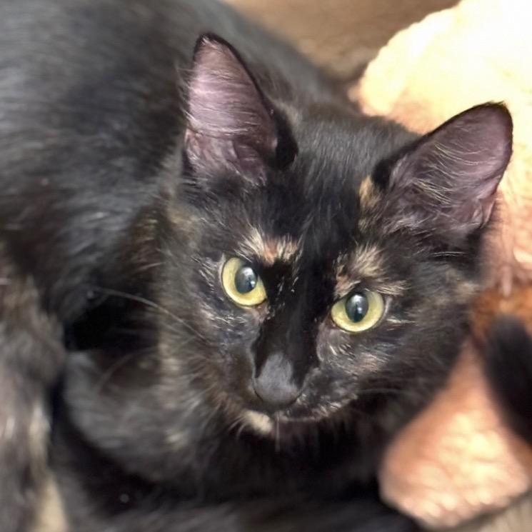 Enlarge Penelope A26-081, a Adoptable Domestic Long Hair in SANTA ROSA BEACH, FL image 3/3