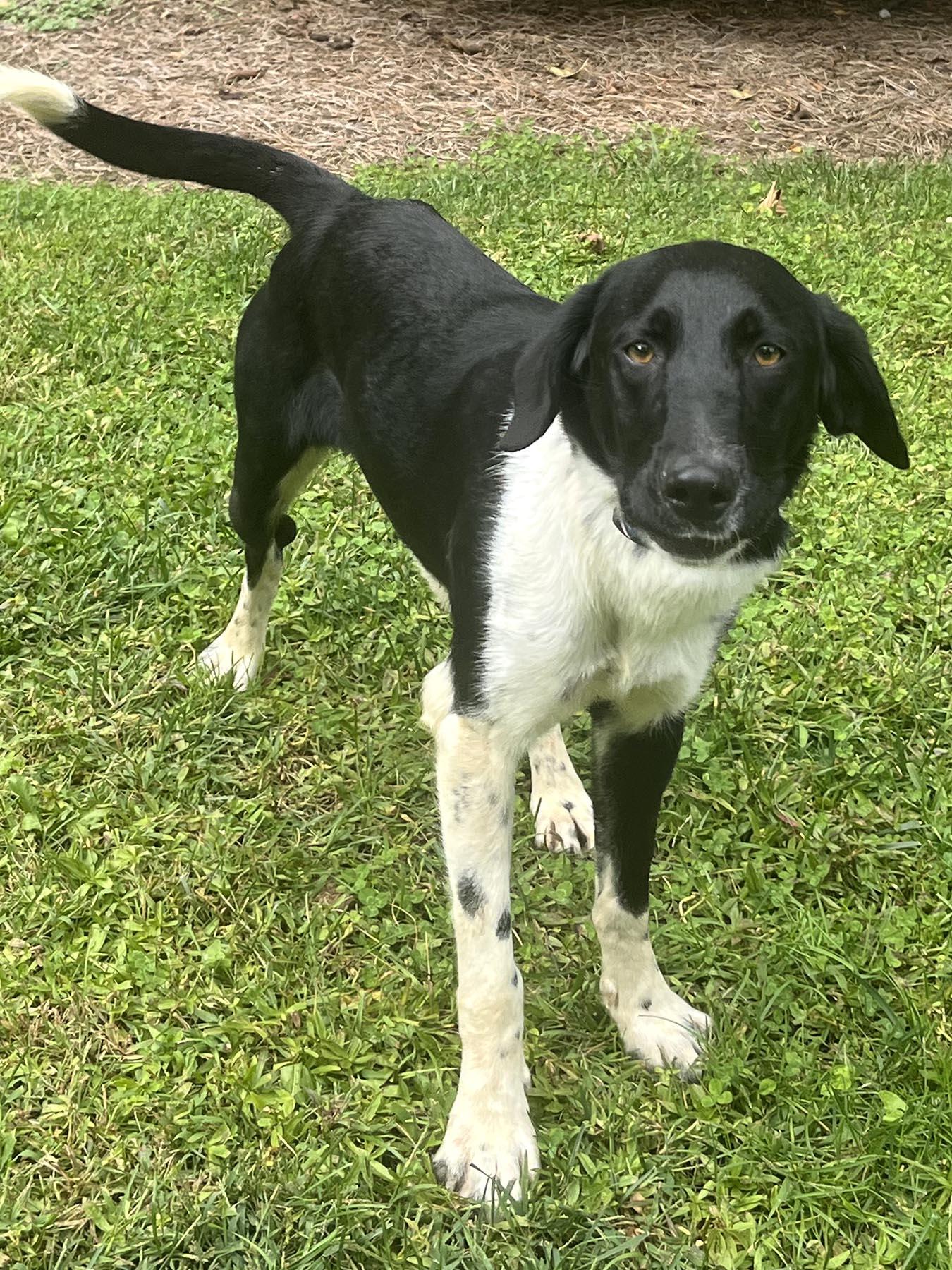 Enlarge Keowee, a Adoptable mixed breed in Cashiers, NC image 2/6
