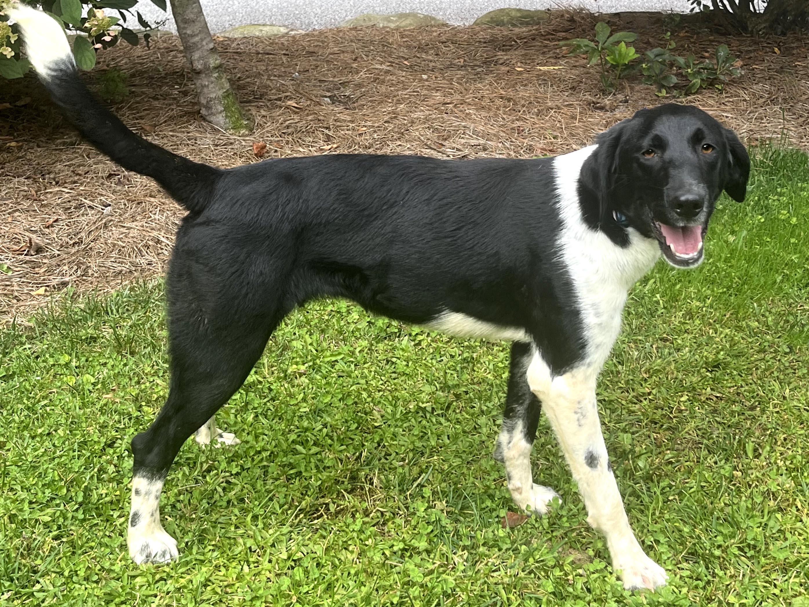 Enlarge Keowee, a Adoptable mixed breed in Cashiers, NC image 3/6