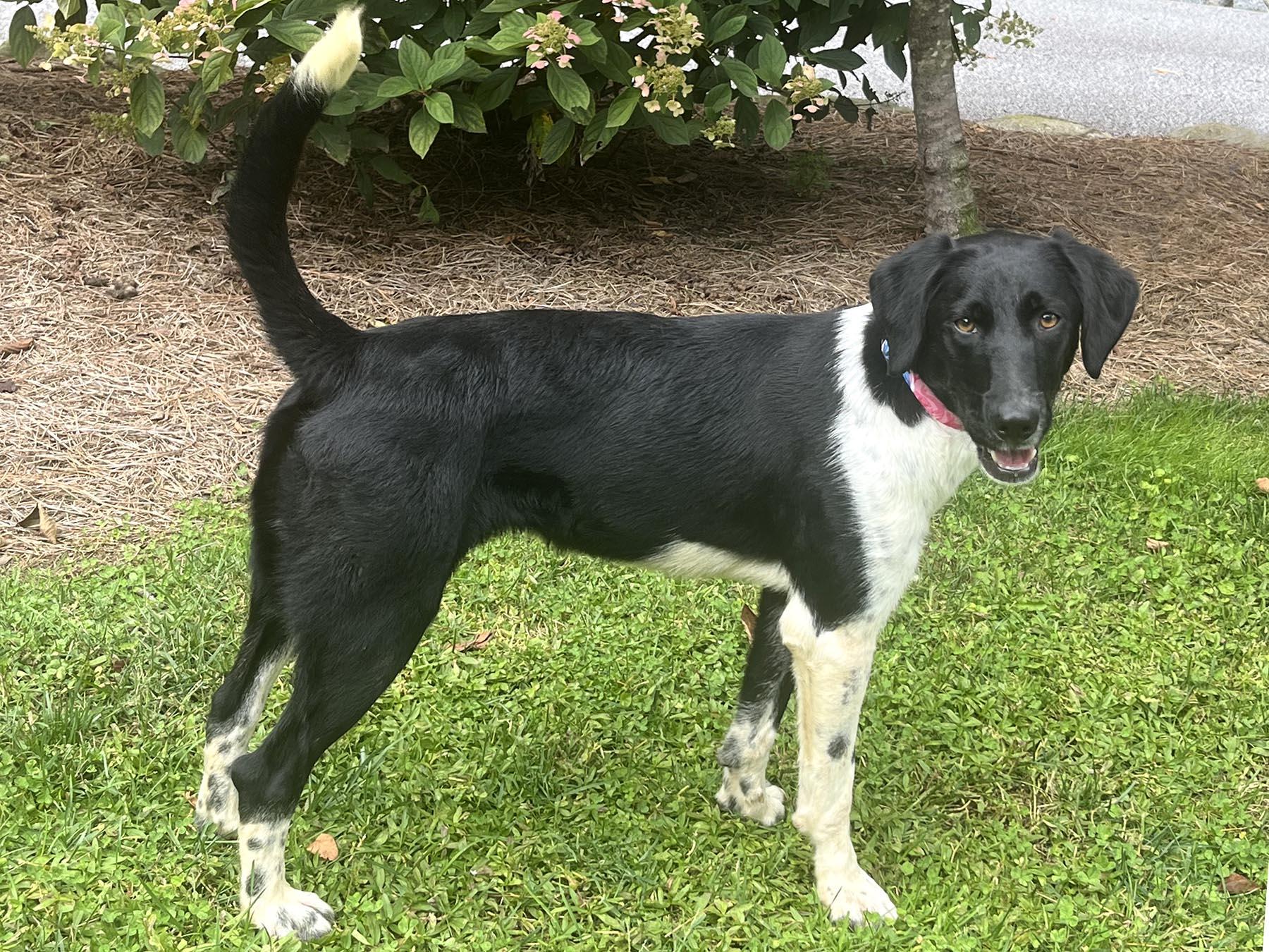 Enlarge Keowee, a Adoptable mixed breed in Cashiers, NC image 1/6