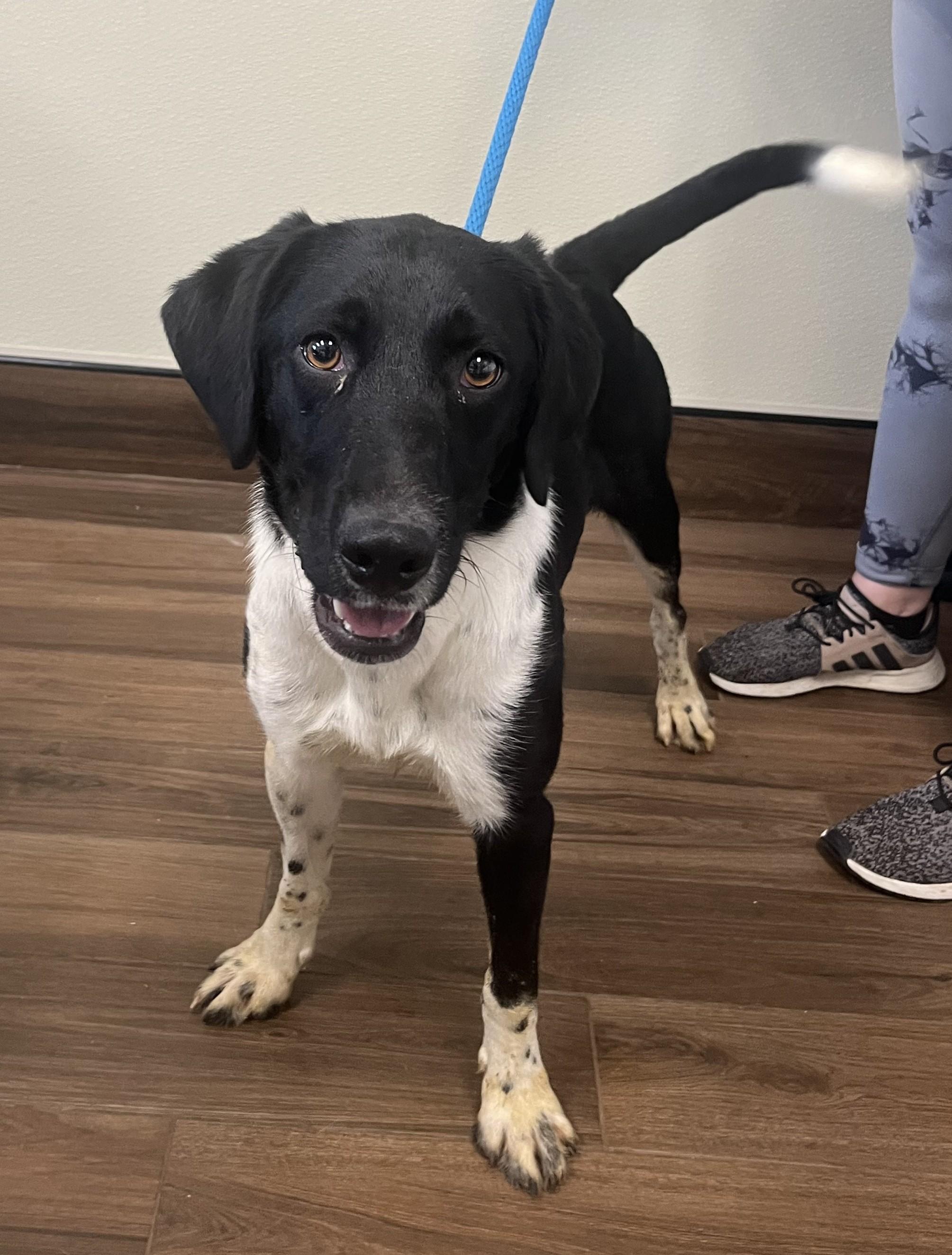 Enlarge Keowee, a Adoptable mixed breed in Cashiers, NC image 5/6