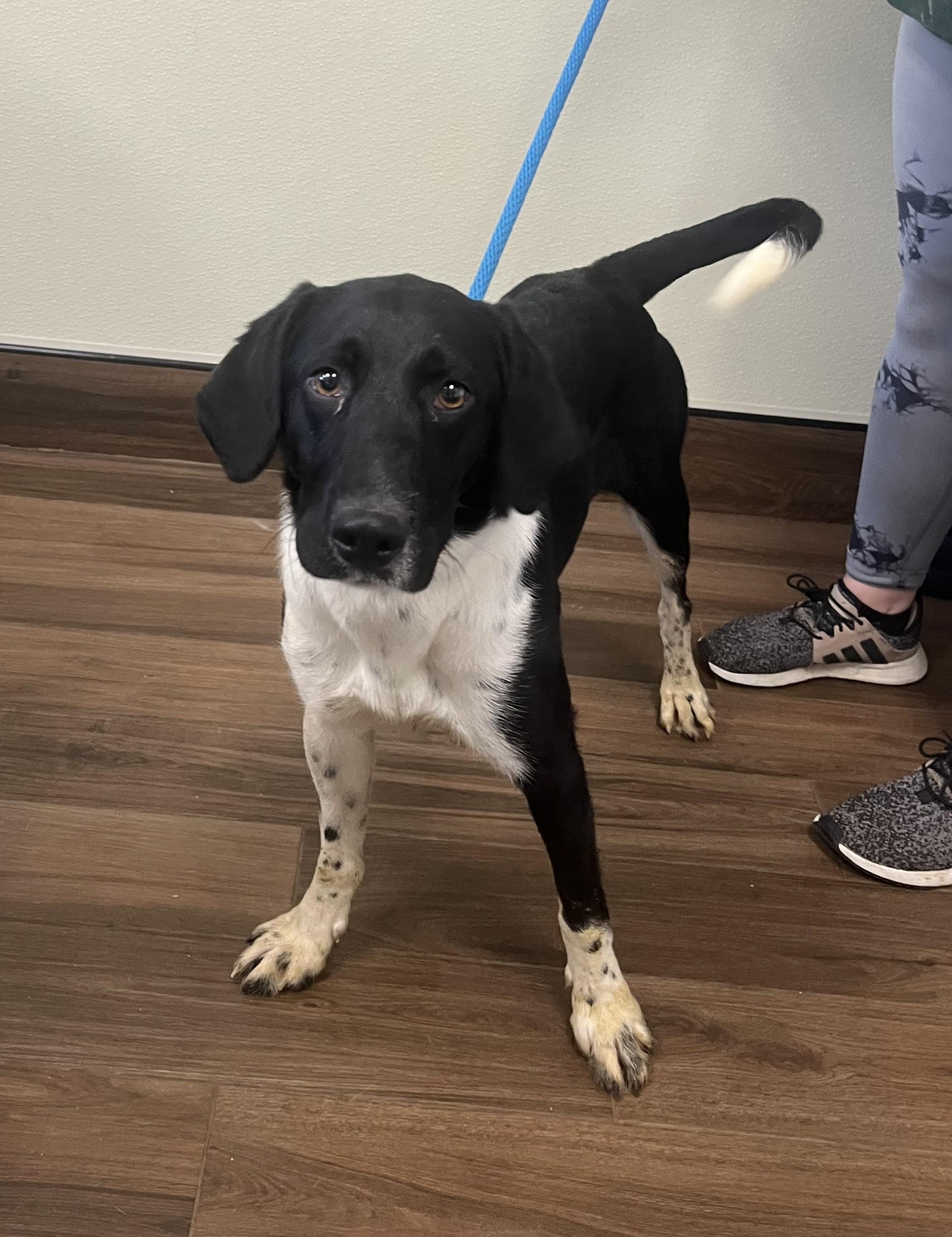 Enlarge Keowee, a Adoptable mixed breed in Cashiers, NC image 6/6