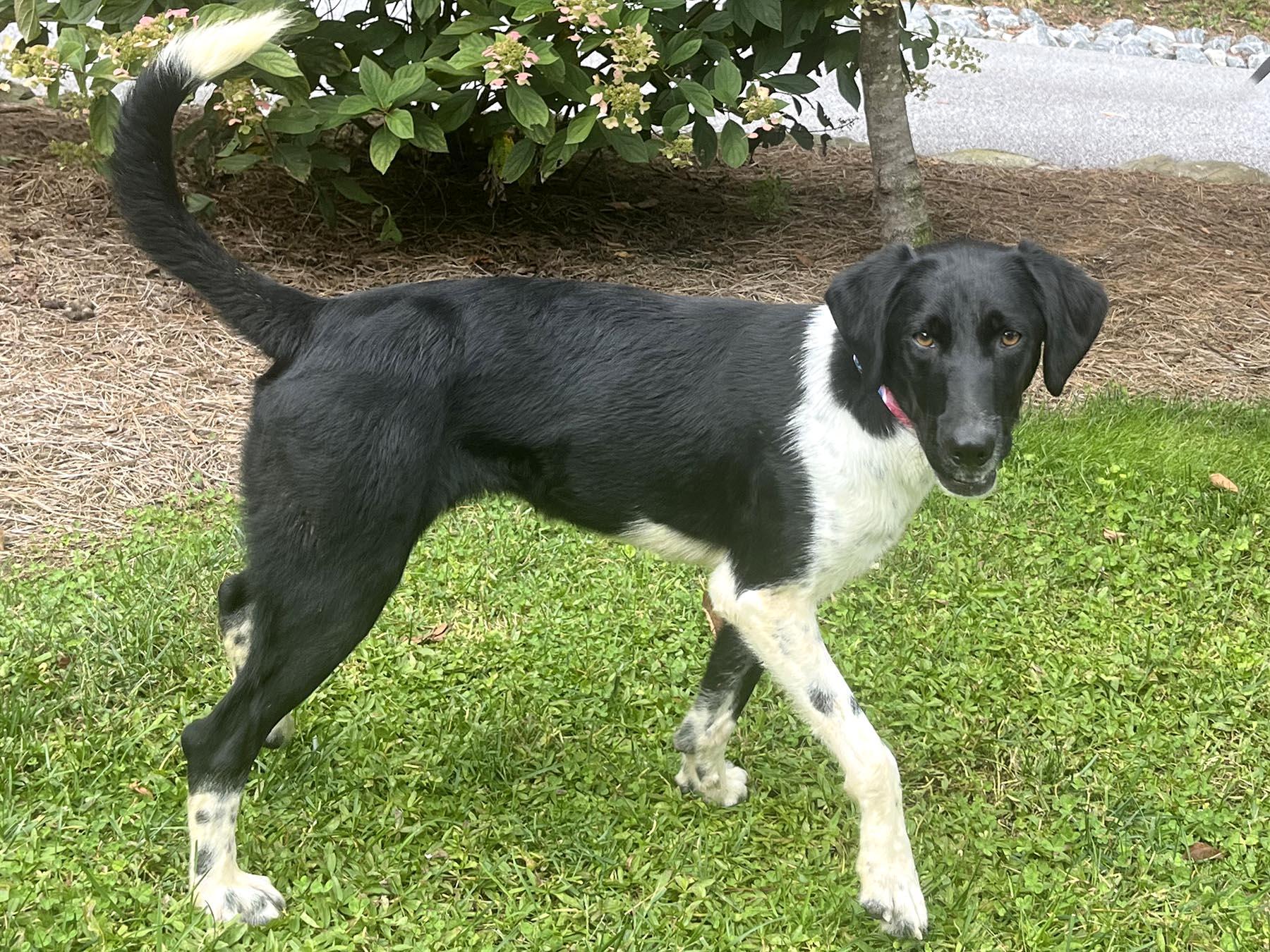 Enlarge Keowee, a Adoptable mixed breed in Cashiers, NC image 4/6