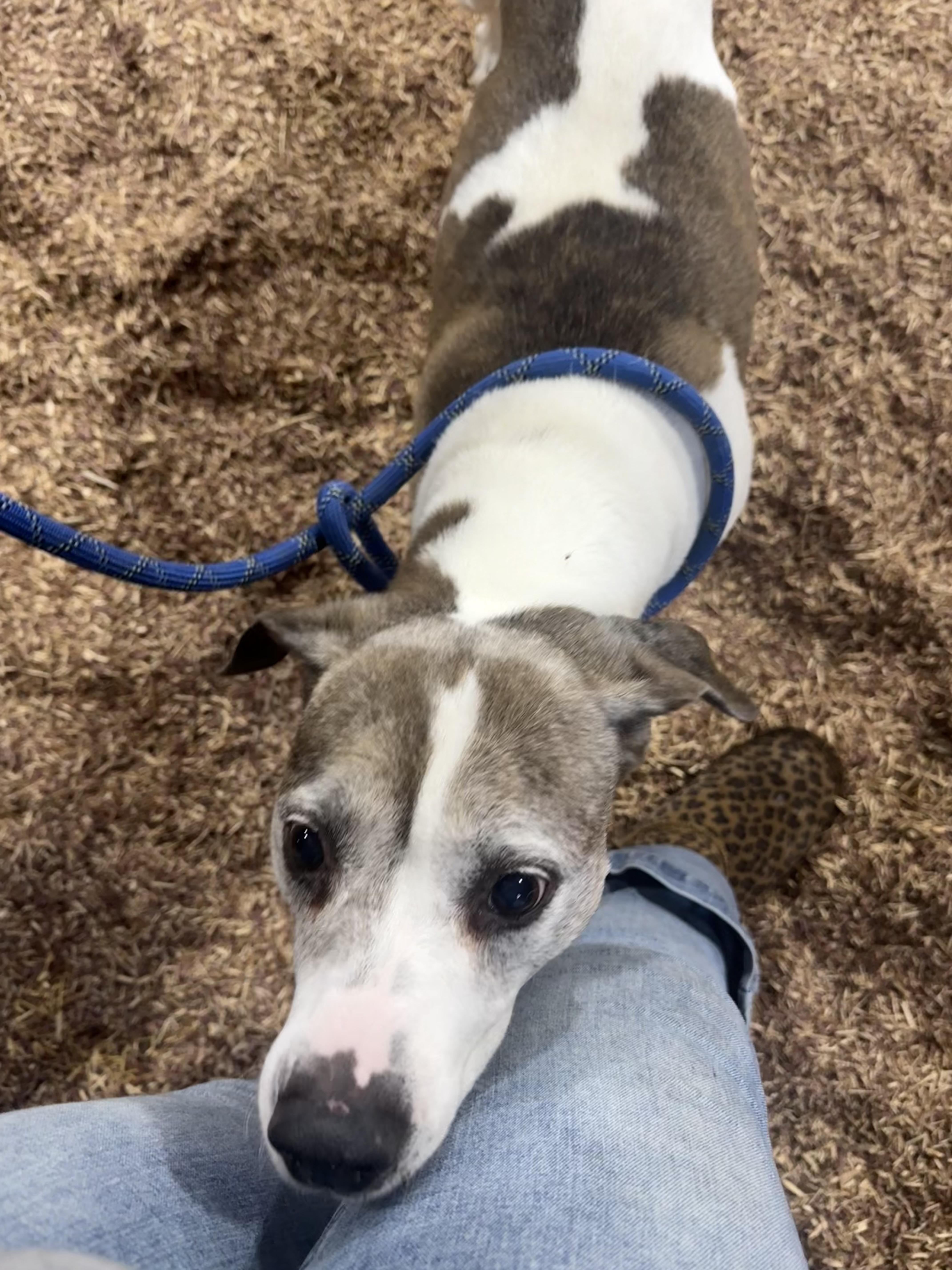Mandy, Adoptable, Adult Female American Staffordshire Terrier & Pointer.