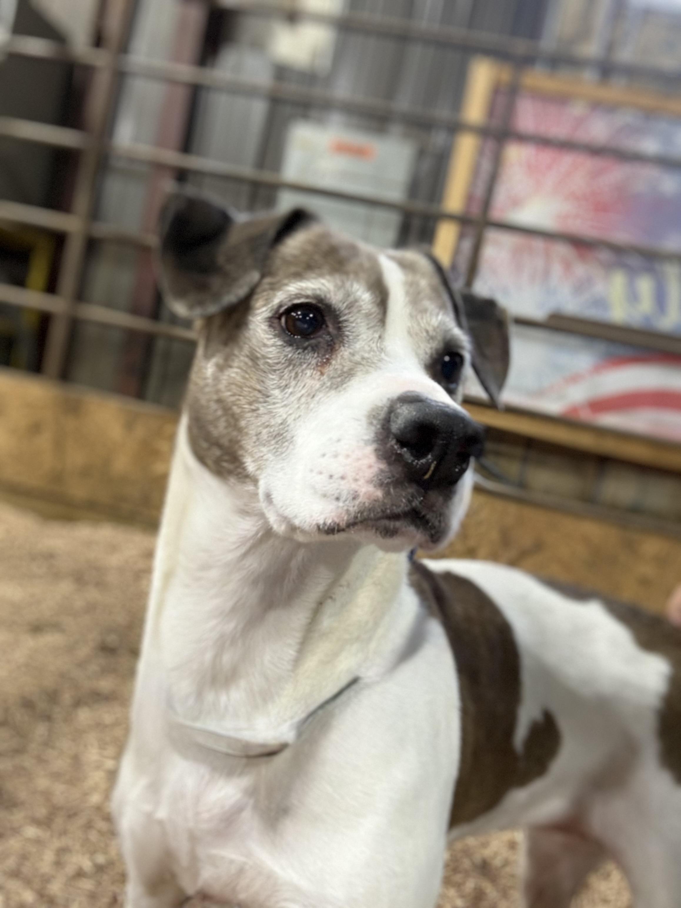 Enlarge Mandy, a Adoptable mixed breed in Asher, OK image 3/6