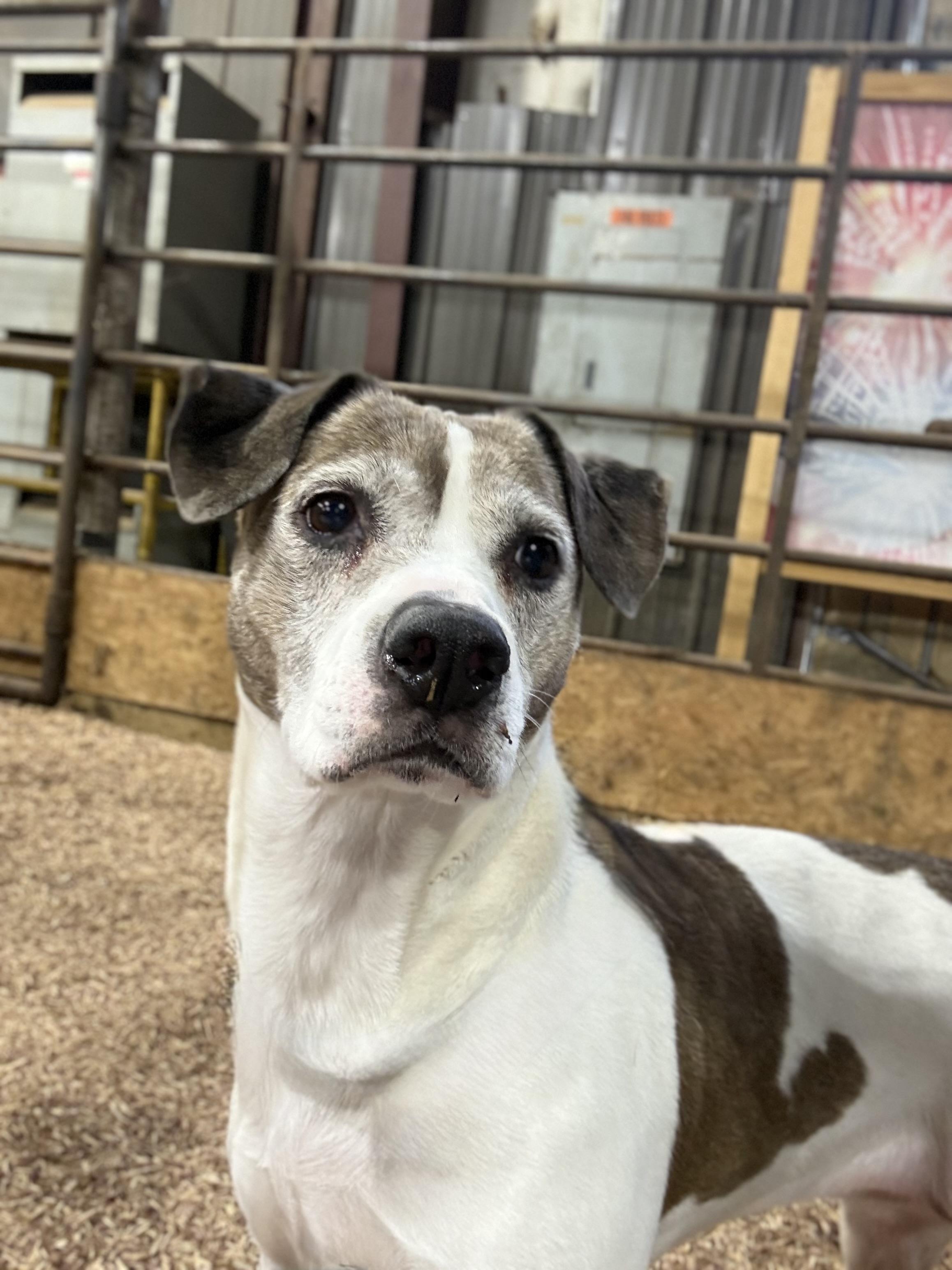 Enlarge Mandy, a Adoptable mixed breed in Asher, OK image 4/6