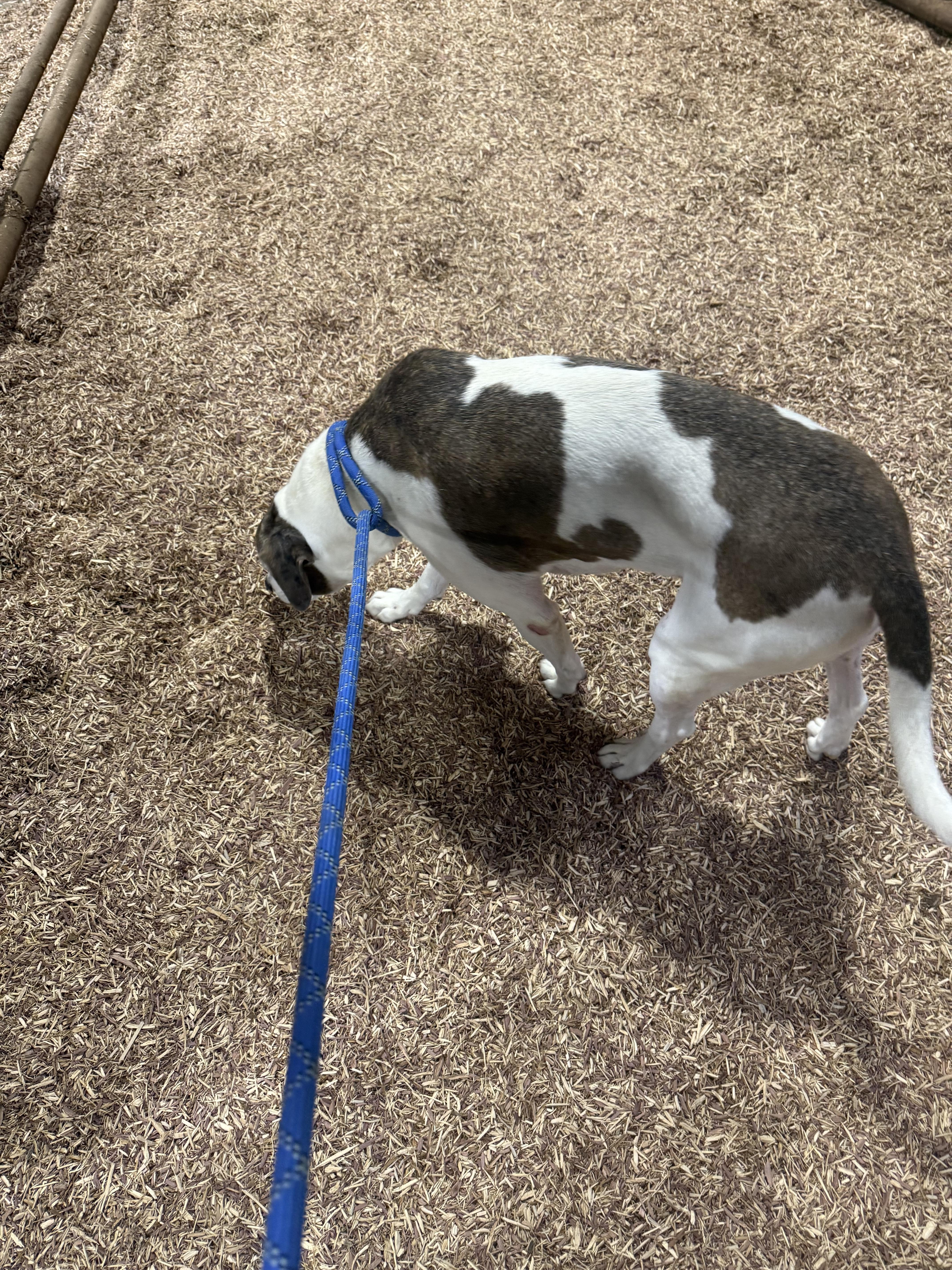 Enlarge Mandy, a Adoptable mixed breed in Asher, OK image 6/6