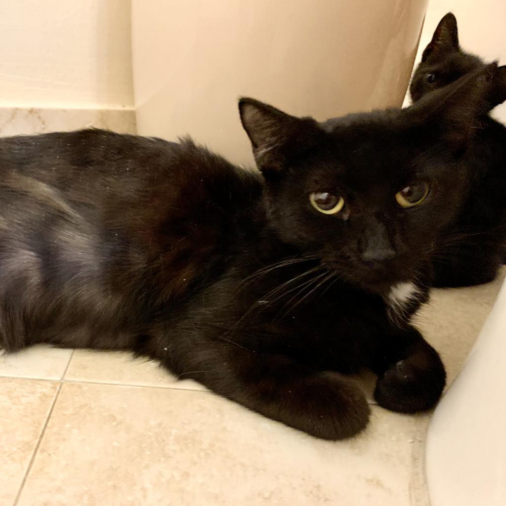 Venus, a Adoptable Domestic Short Hair in Fort Lauderdale, FL image 1/6
