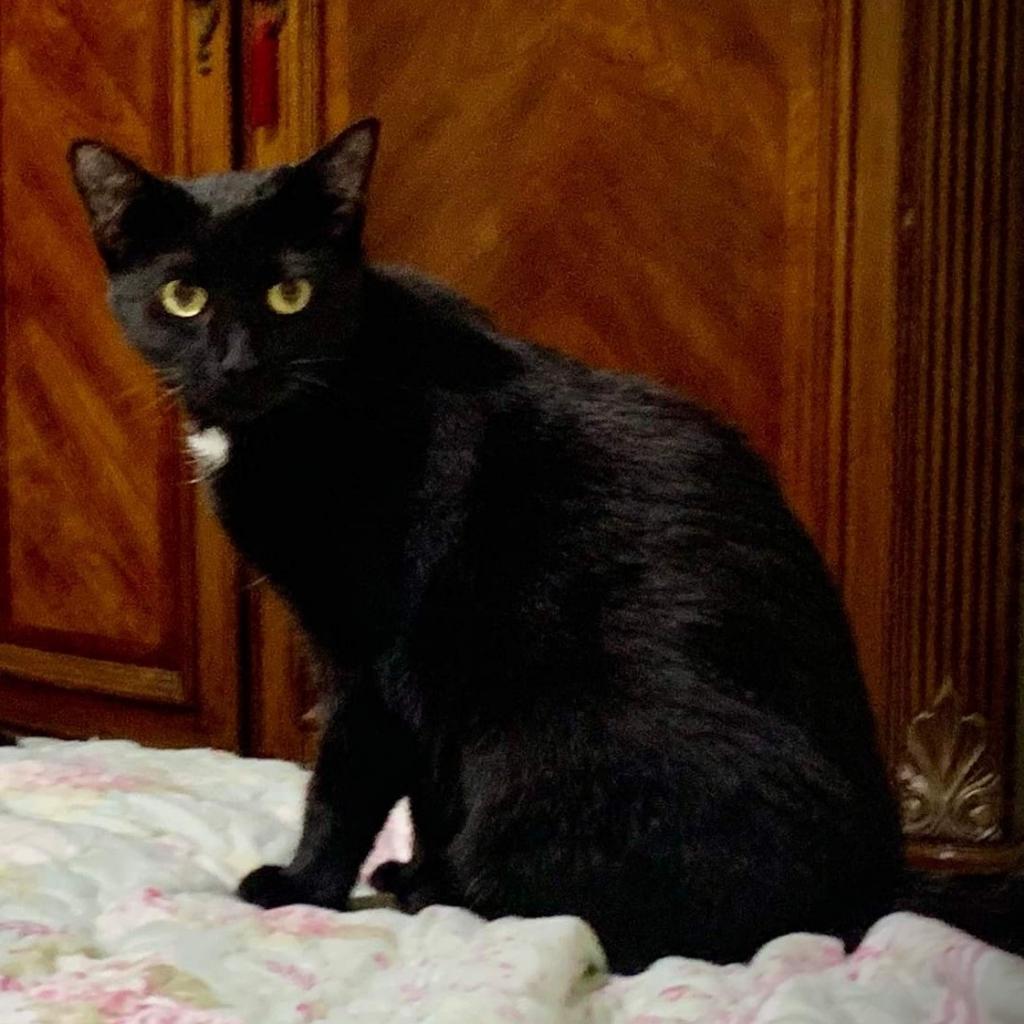 Venus, a Adoptable Domestic Short Hair in Fort Lauderdale, FL image 2/6