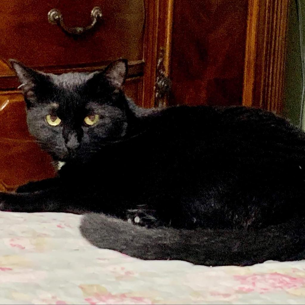 Venus, a Adoptable Domestic Short Hair in Fort Lauderdale, FL image 3/6