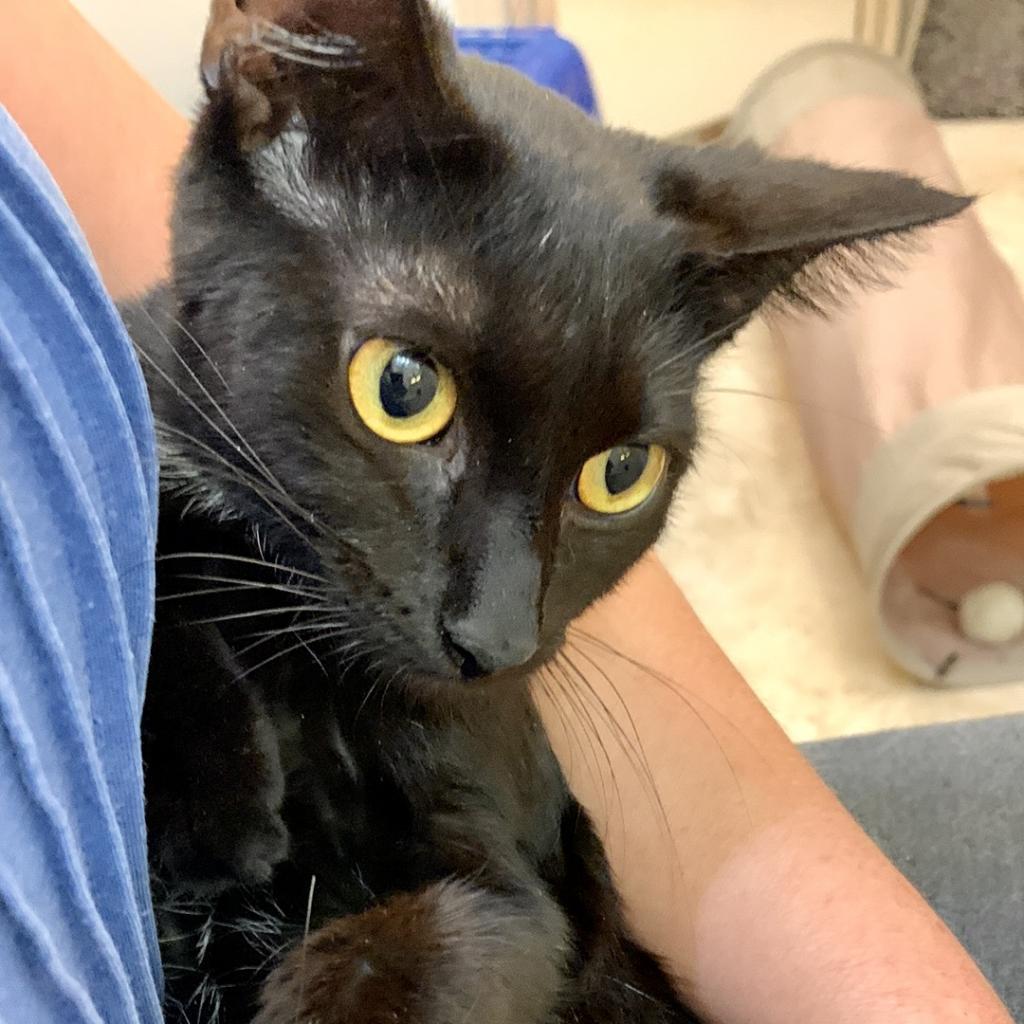 Venus, a Adoptable Domestic Short Hair in Fort Lauderdale, FL image 4/6