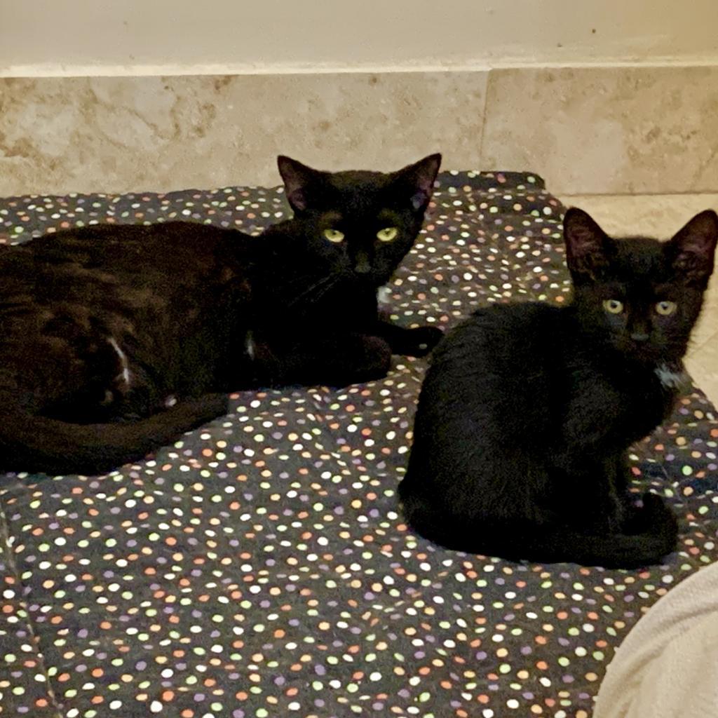 Venus, a Adoptable Domestic Short Hair in Fort Lauderdale, FL image 5/6