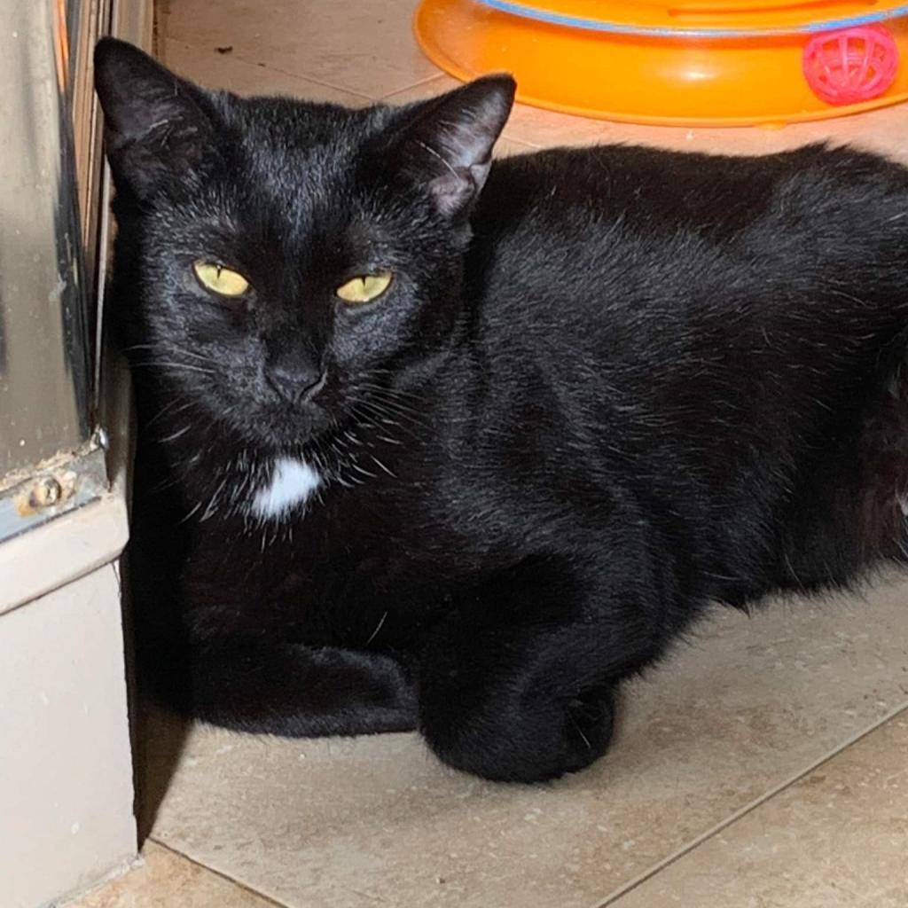 Venus, a Adoptable Domestic Short Hair in Fort Lauderdale, FL image 6/6