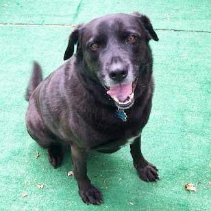 Bear, an adoptable mixed breed in White Bear Lake, MN image 2/3