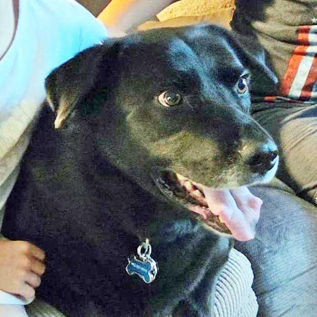 Bear, an adoptable mixed breed in White Bear Lake, MN image 1/3
