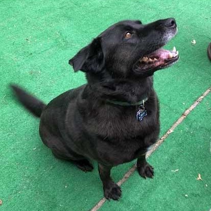Bear, an adoptable mixed breed in White Bear Lake, MN image 3/3